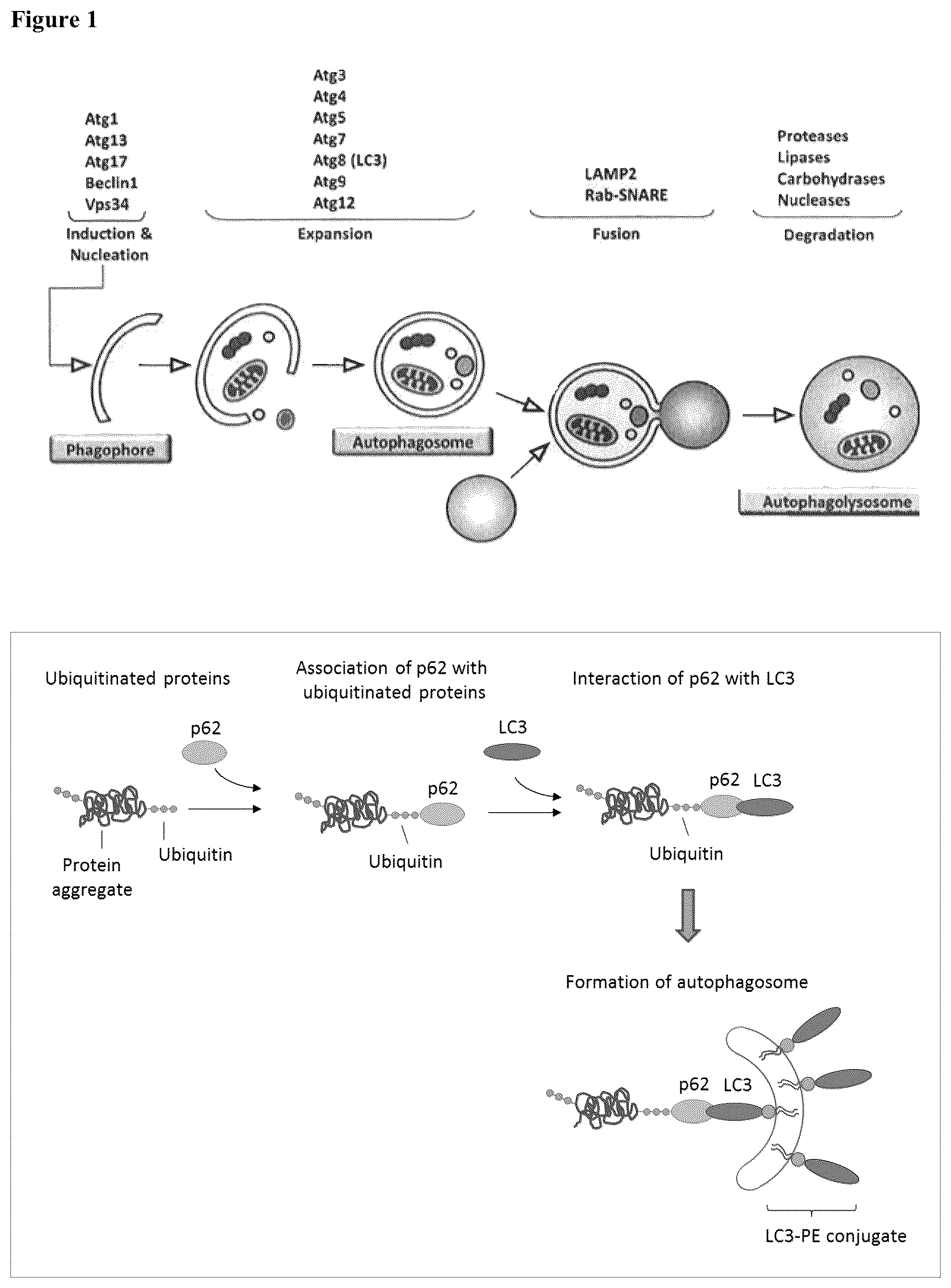 Patent US12576065 — Enhancing autophagy or increasing longevity by administration of urolithins — Figure 1
