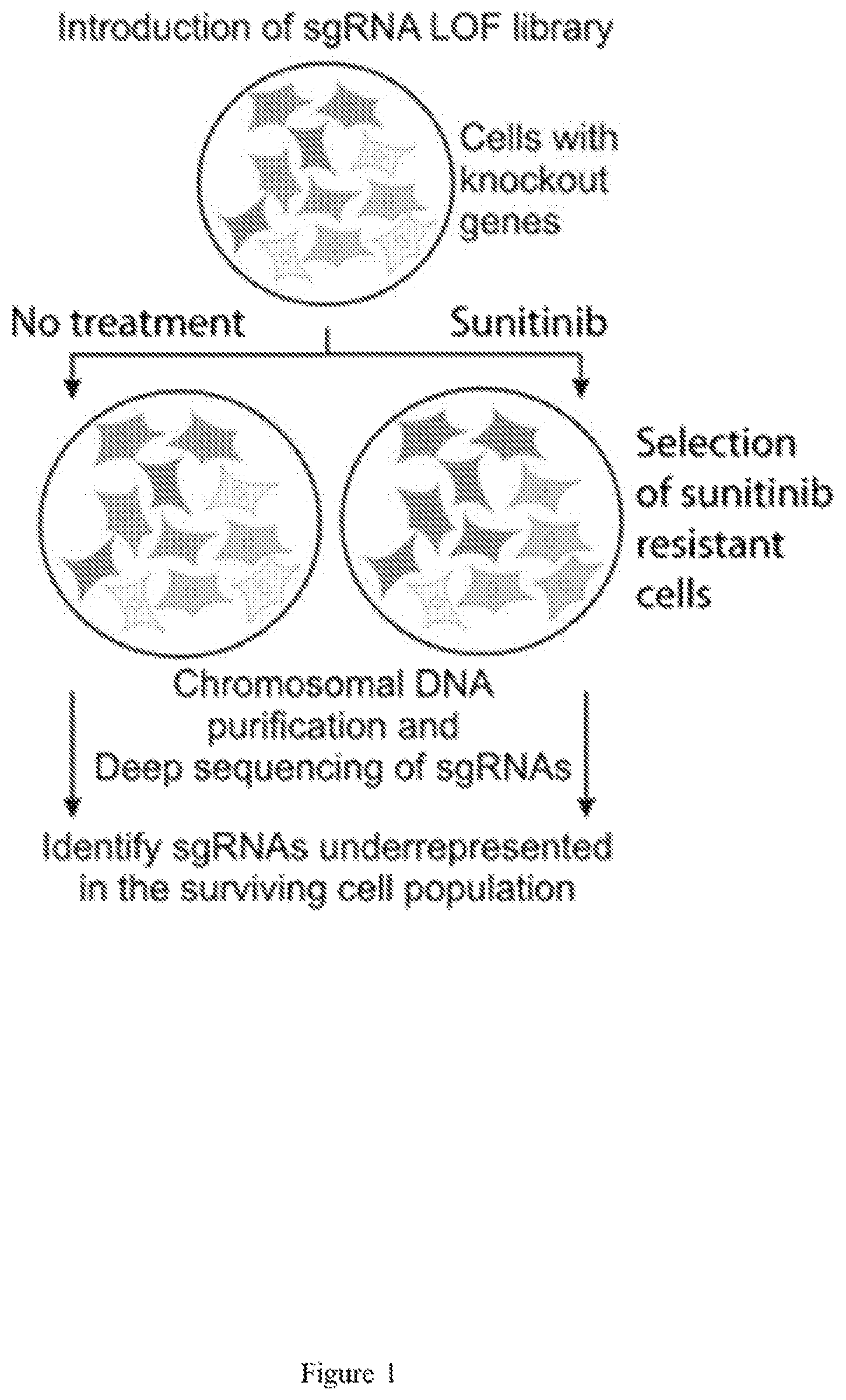 Patent US12576075 Figure 1 – Combination therapies for treating cancer