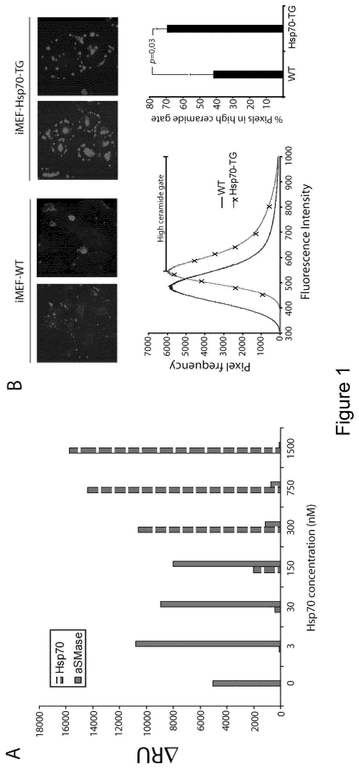 Patent US12576076 — Use of HSP70 as a regulator of enzymatic activity — Figure 1