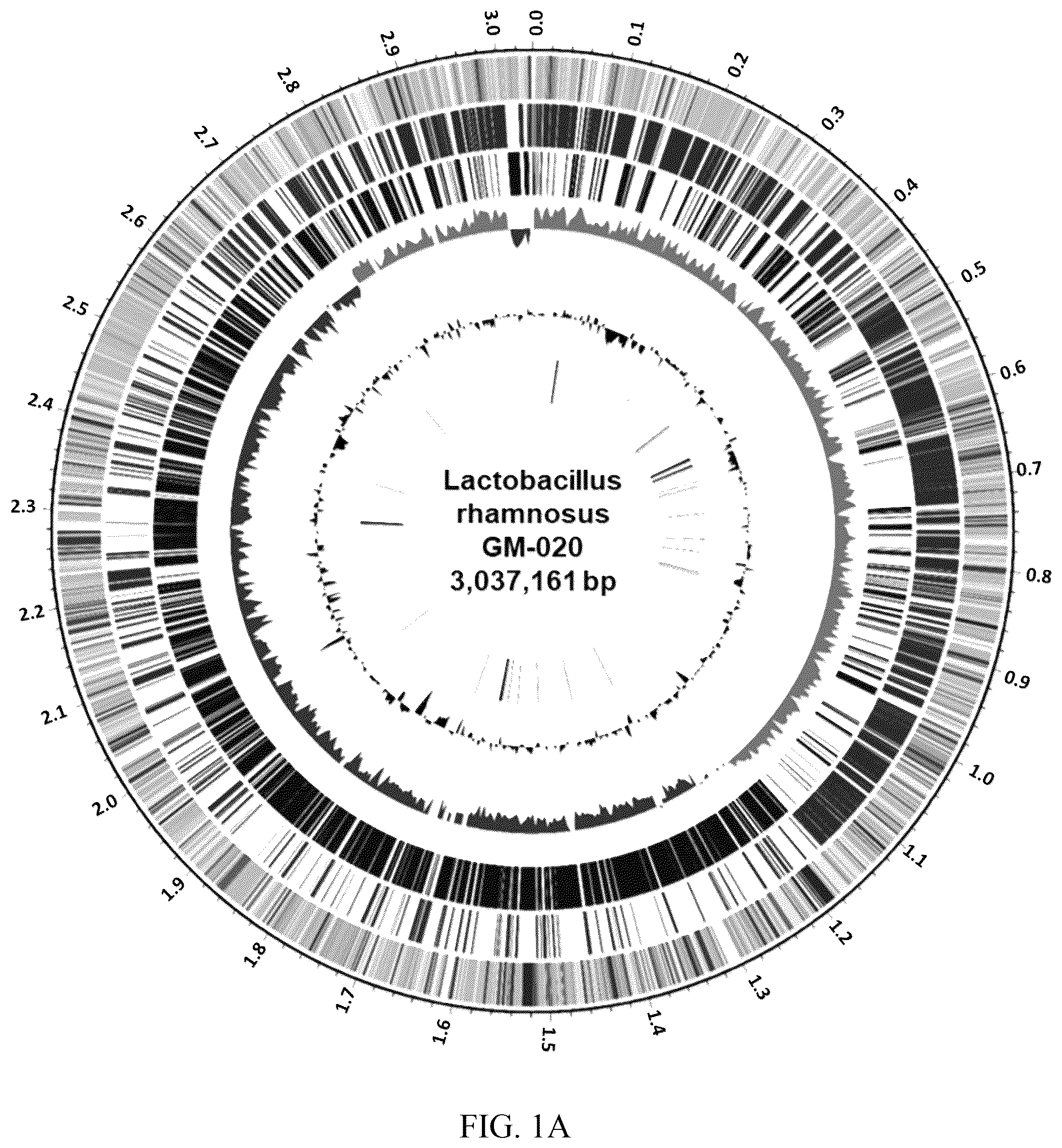 Patent US12576101 — Application based nucleotides of Lactobacillus rhamnosus to prepare a composition for anti-lipogenesis — Figure 1