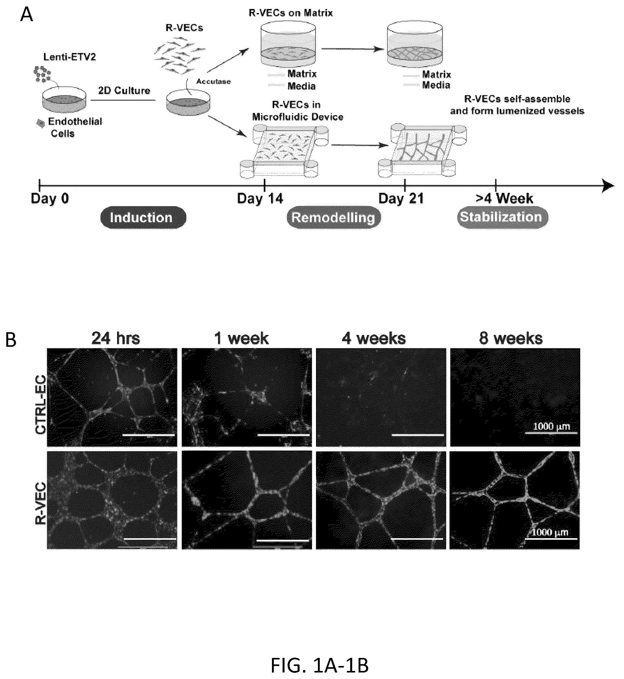 Patent US12576114 — Methods of functional vascularization of pancreatic islets and beta-cell organoids — Figure 1