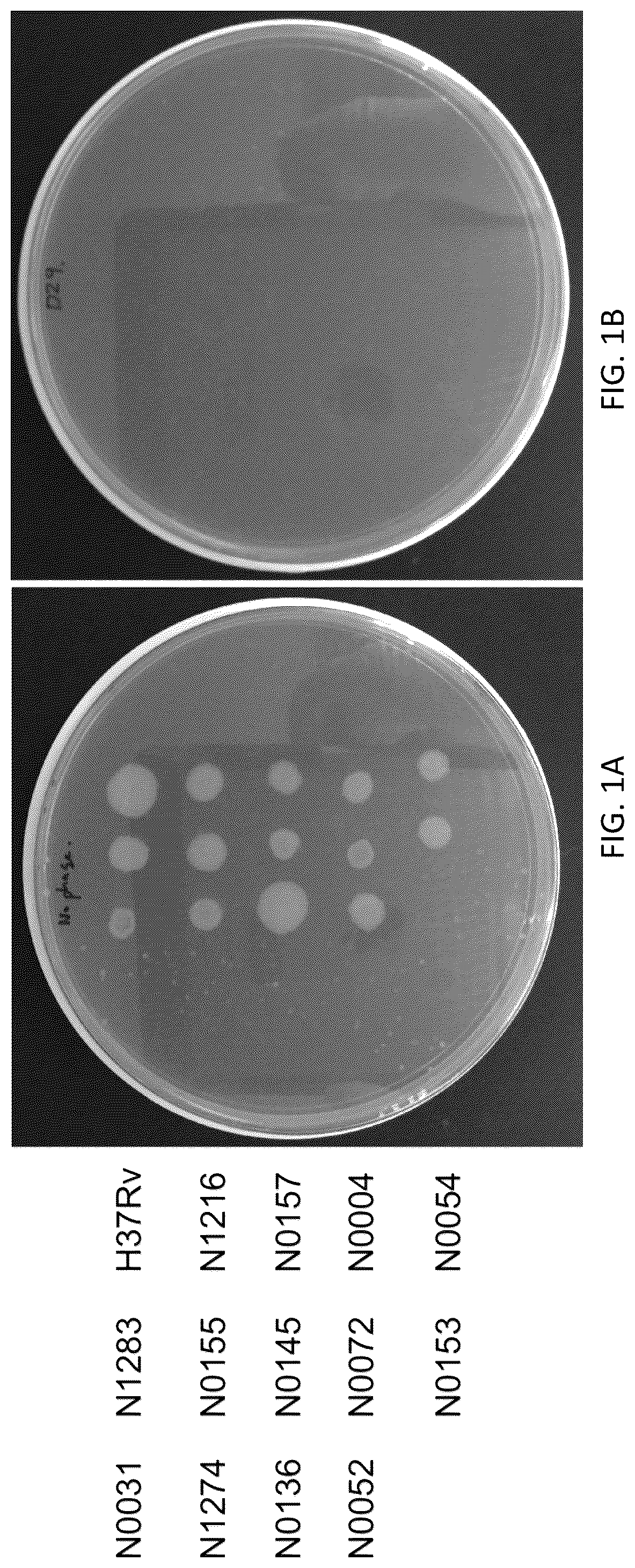 Patent US12576118 Figure 1 – Bacteriophages for the treatment of tuberculosis
