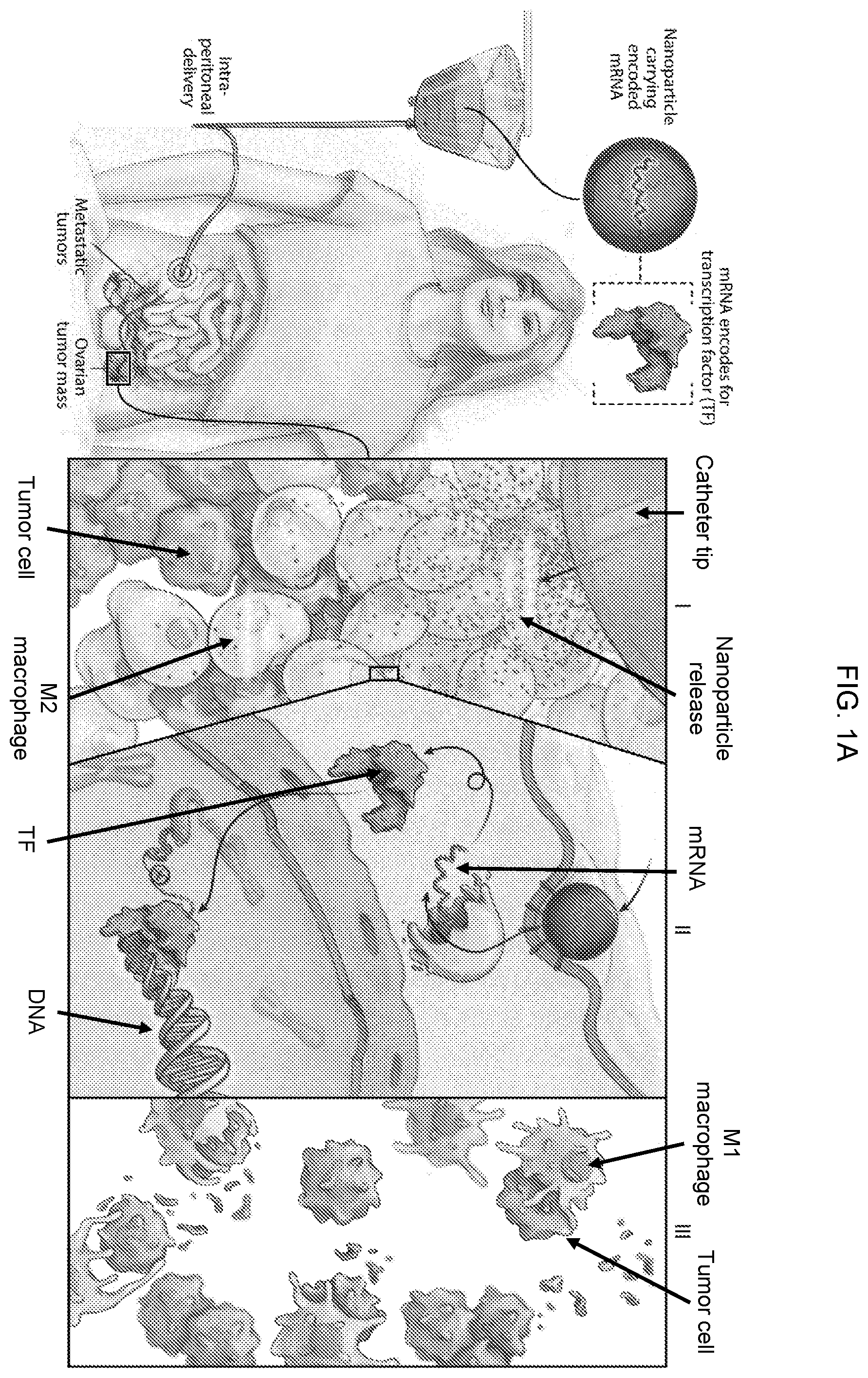 Patent US12576131 — Altering inflammatory states of immune cells in vivo by modulating cellular activation states — Figure 1