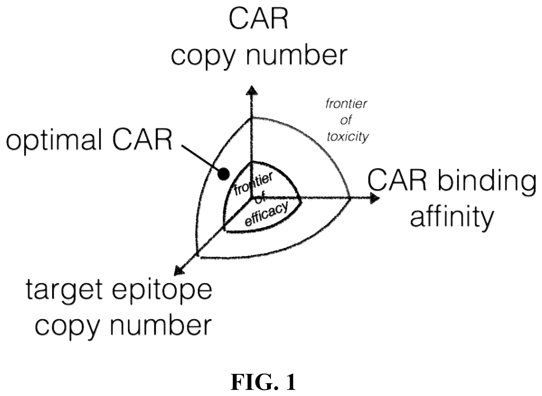 Patent US12576135 — Compositions and methods for anti-TnMUC1 gold CAR t-cells — Figure 1