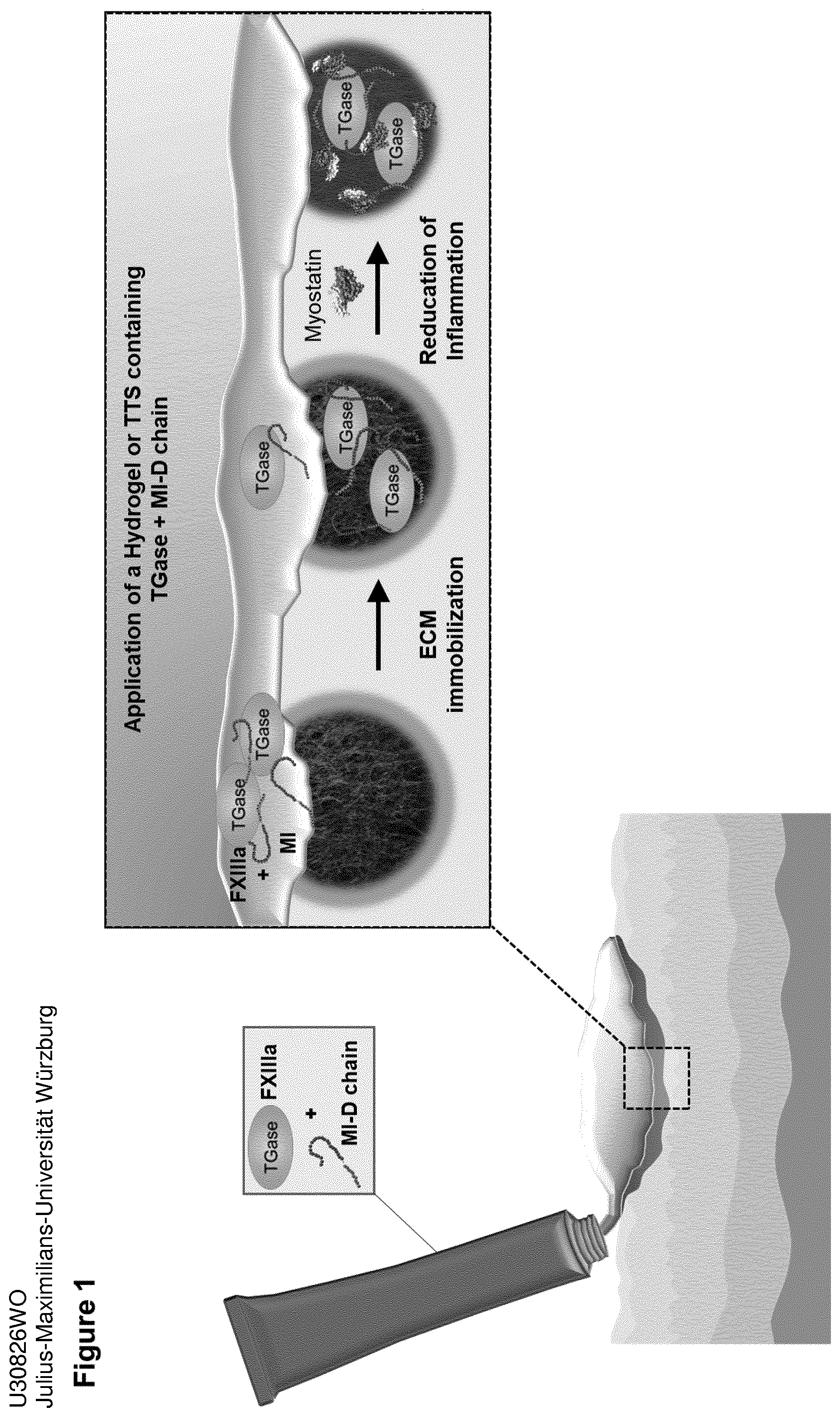 Patent US12576138 — Compounds and methods for the immobilization of myostatin-inhibitors on the extracellular matrix by transglutaminase — Figure 1