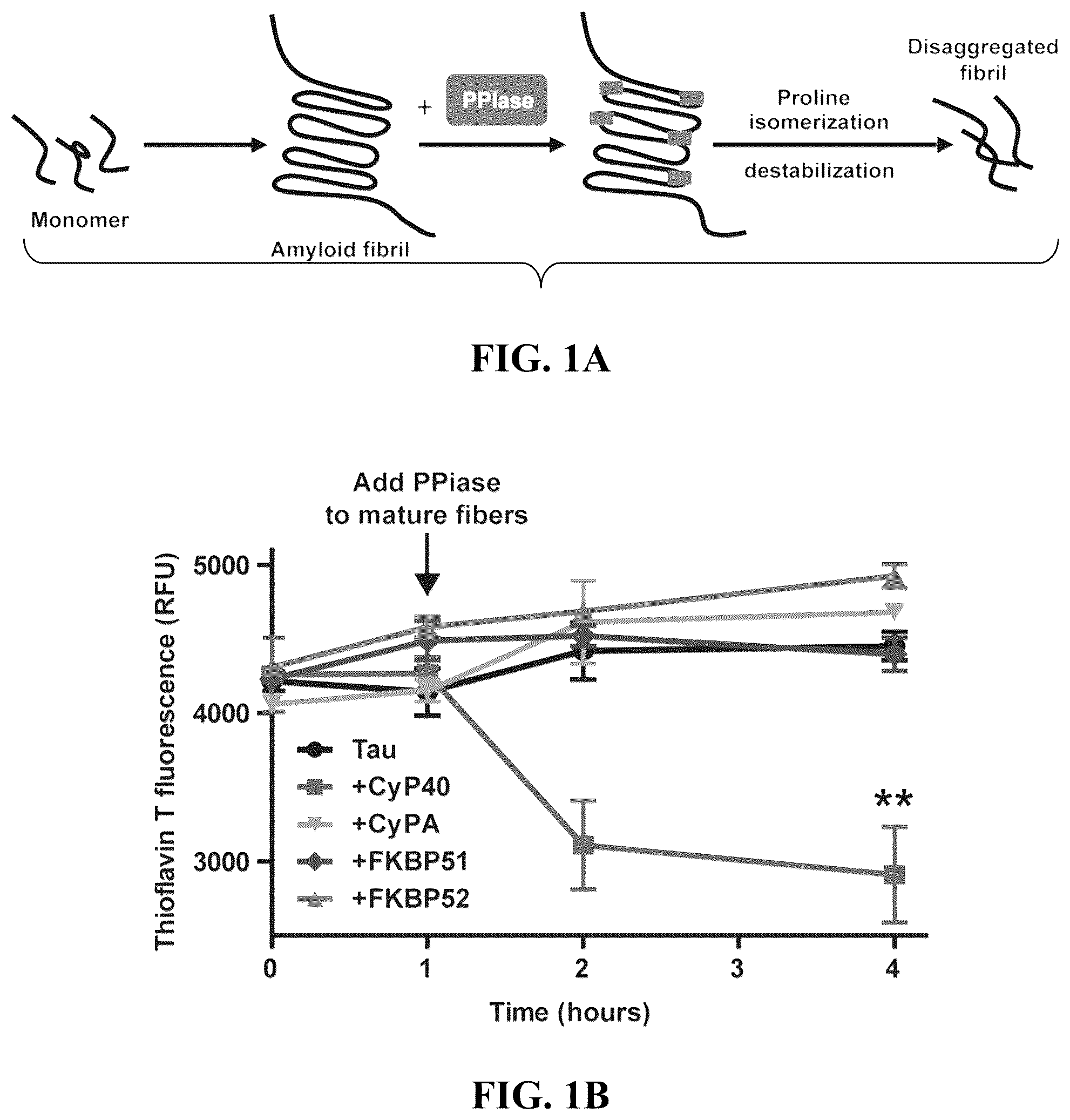 Patent US12576140 — Cyclophilin 40 for reduction of neurotoxic fibrils and treatment of neurodegenerative diseases — Figure 1