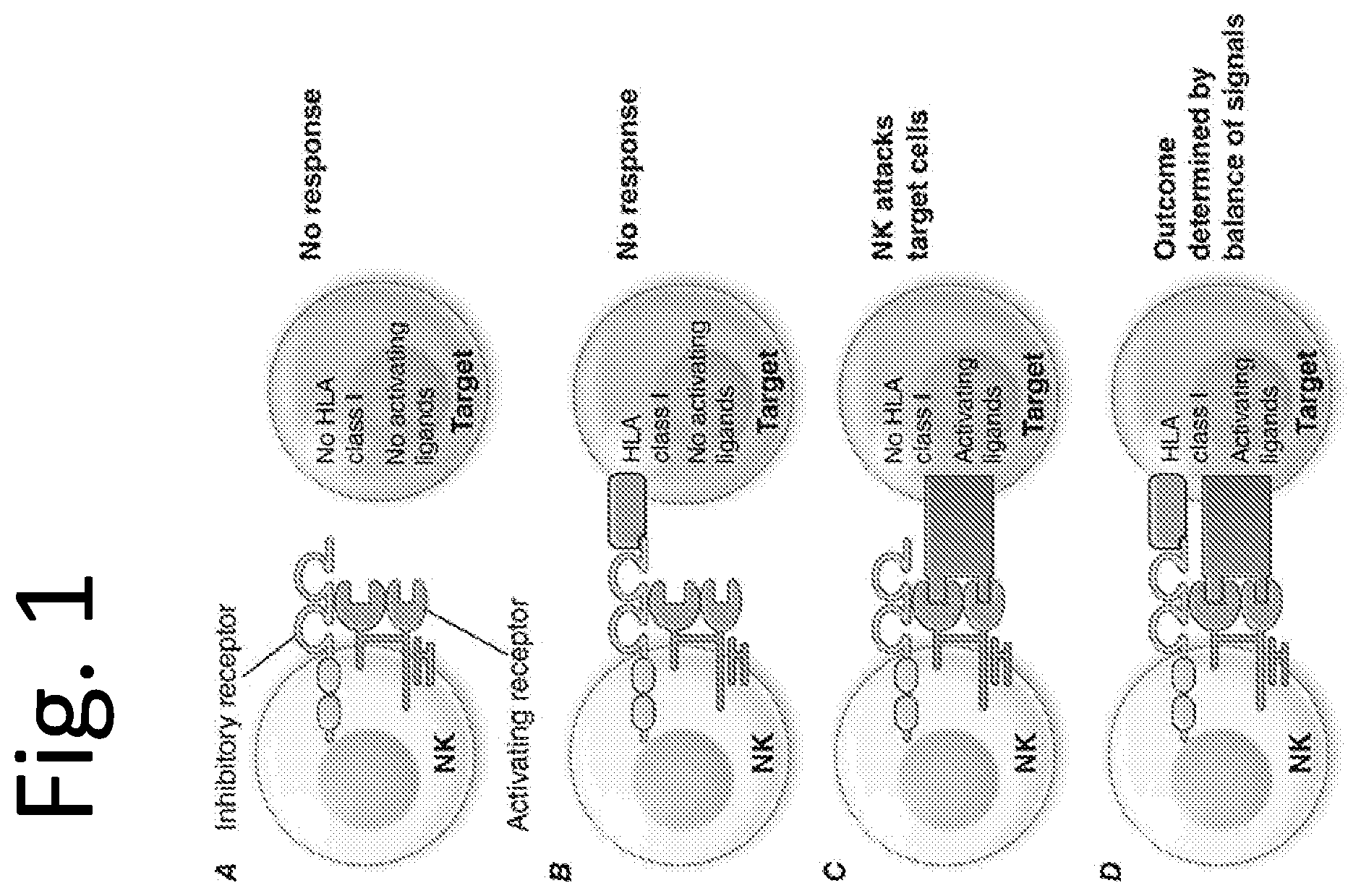 Patent US12576142 — Universal donor cells and related methods — Figure 1