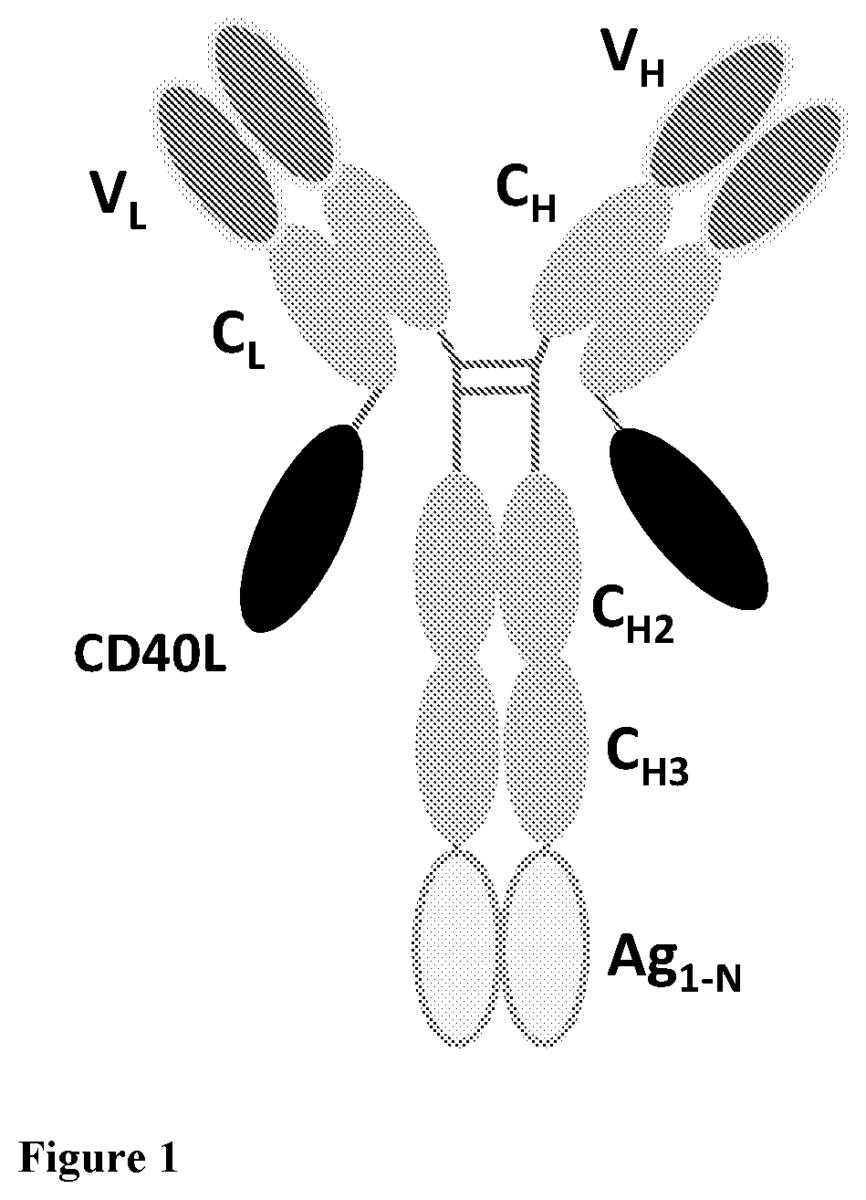 Patent US12576147 — Recombinant proteins with CD40 activating properties — Figure 1