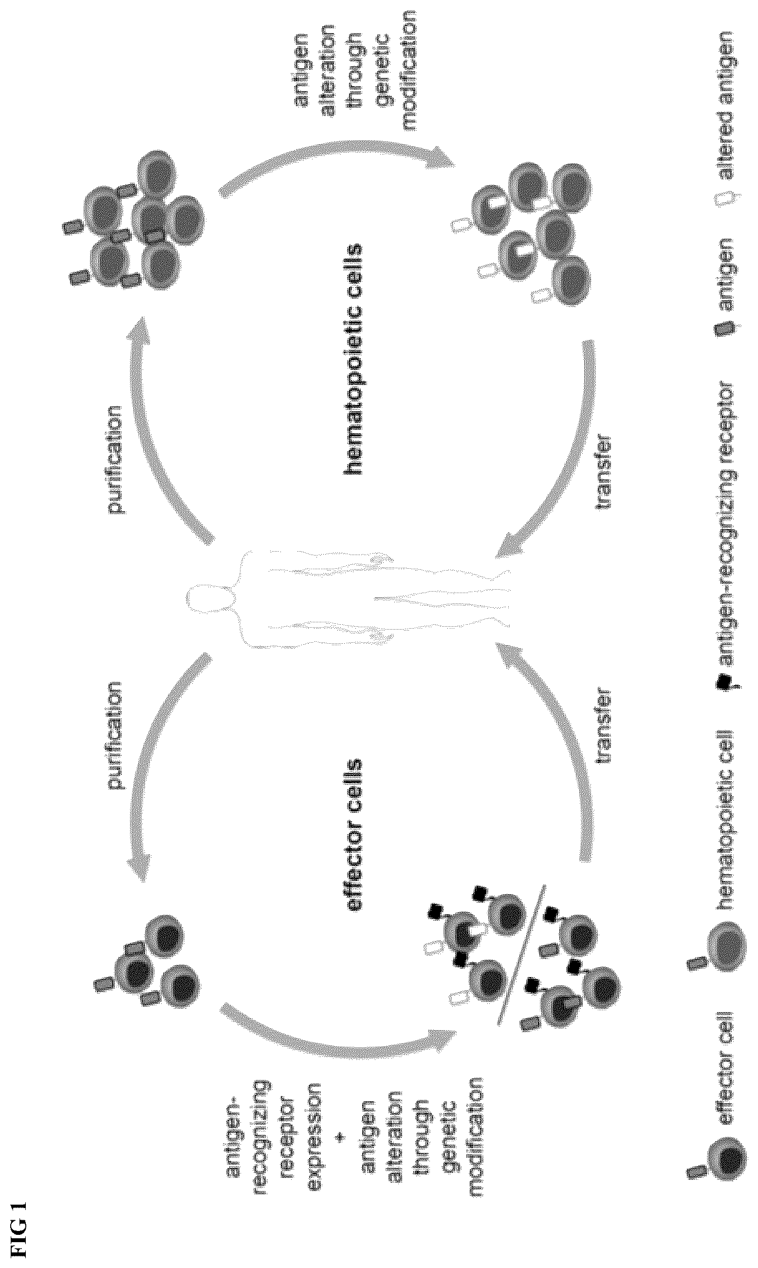 Patent US12576148 Figure 1 – Engineered immune effector cells for cancer immunotherapy that are resistant to fratricide by virtue of having genetically modified surface antigens
