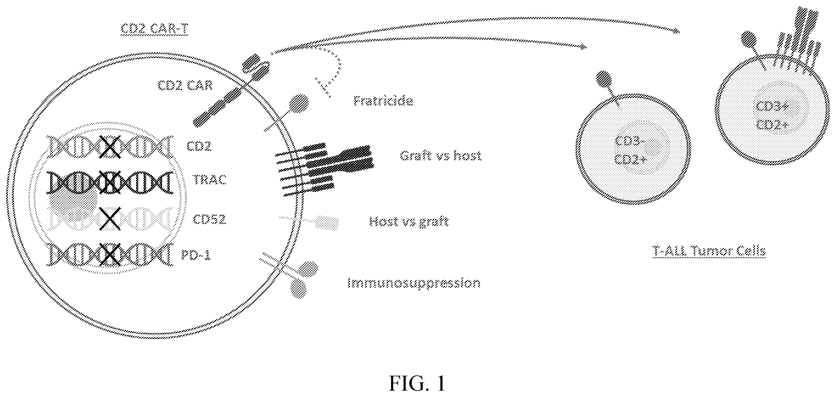 Patent US12576151 Figure 1 – Fratricide resistant modified immune cells and methods of using the same