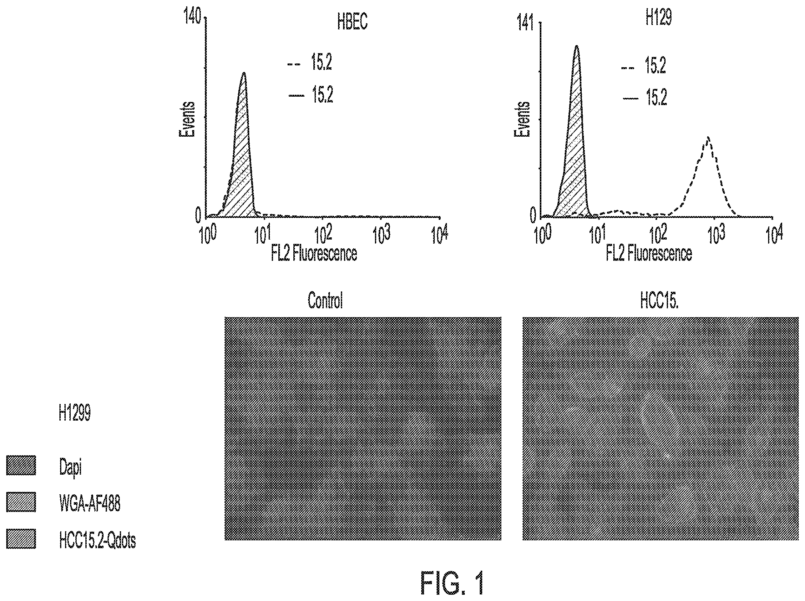 Patent US12576157 — Peptide saporin conjugate for the treatment of cancer — Figure 1