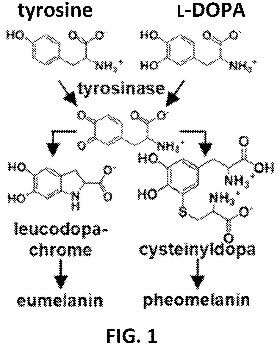 Patent US12576166 Figure 1 – Contrast agents for detection of enzyme activities based on melanin synthesis