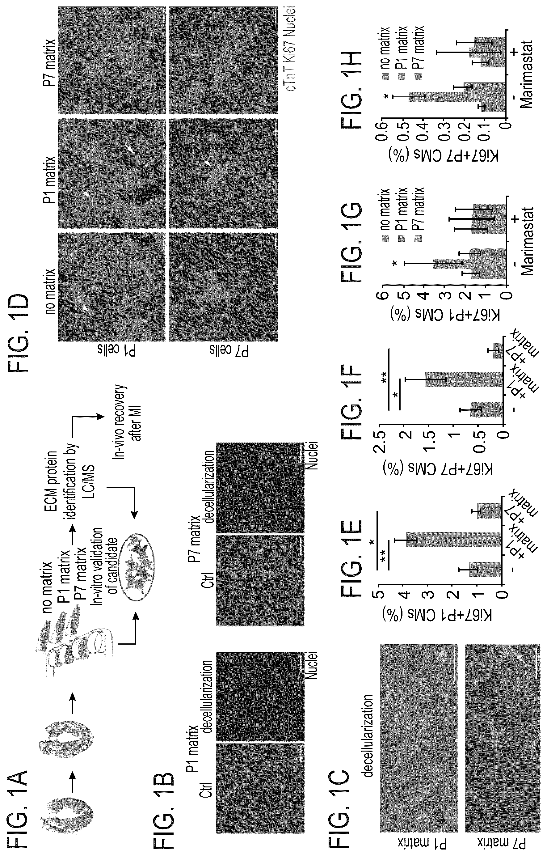 Patent US12576191 — Method of inducing cardiomyocytes proliferation and treating heart diseases — Figure 1