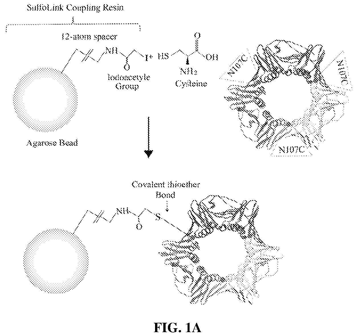 Patent US12583886 — Sliding clamp-based affinity purification systems, methods of making and use thereof — Figure 1