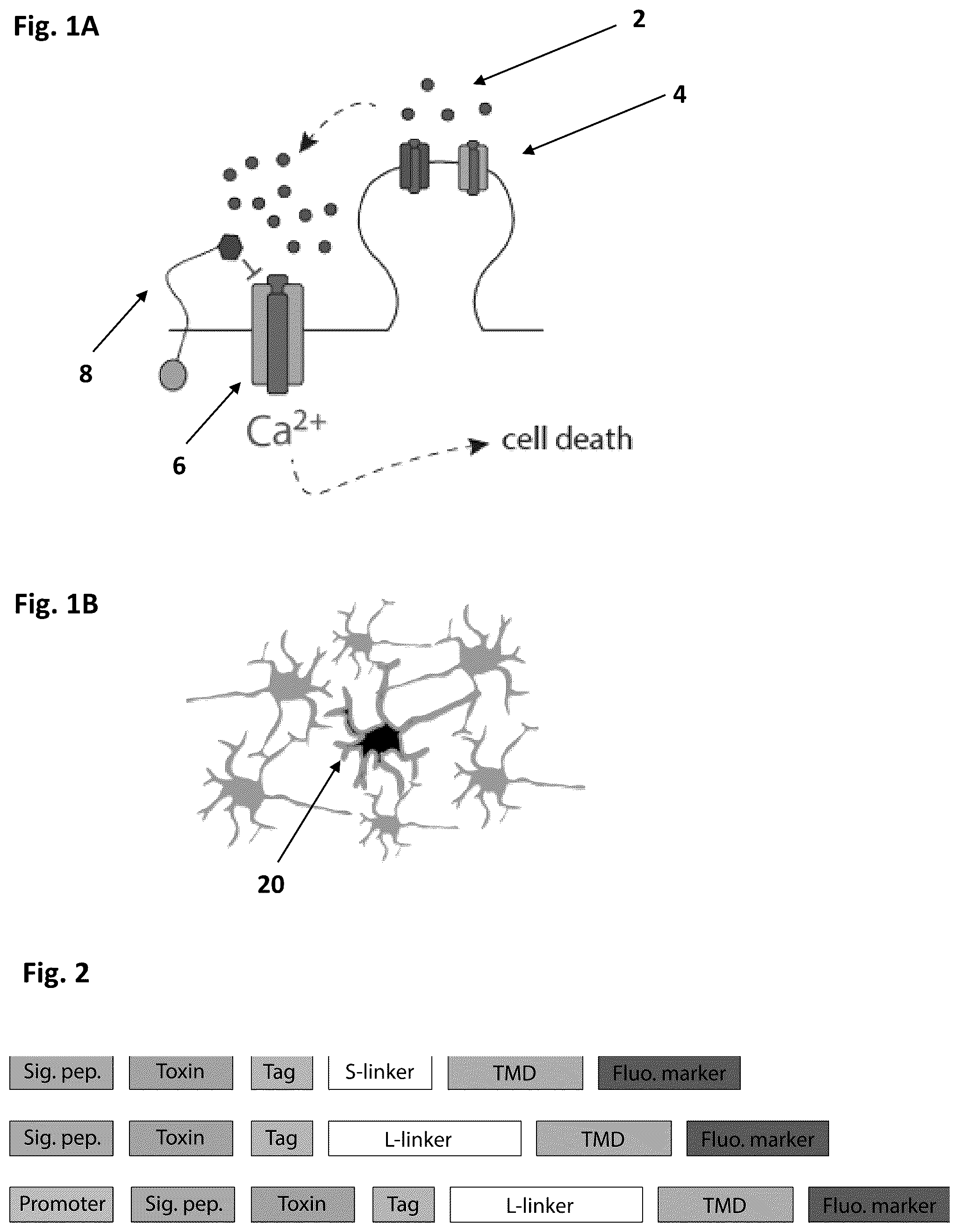 Patent US12583892 — Conus-based toxin peptides, nucleic acids encoding same and uses thereof in modulating NMDA receptors — Figure 1