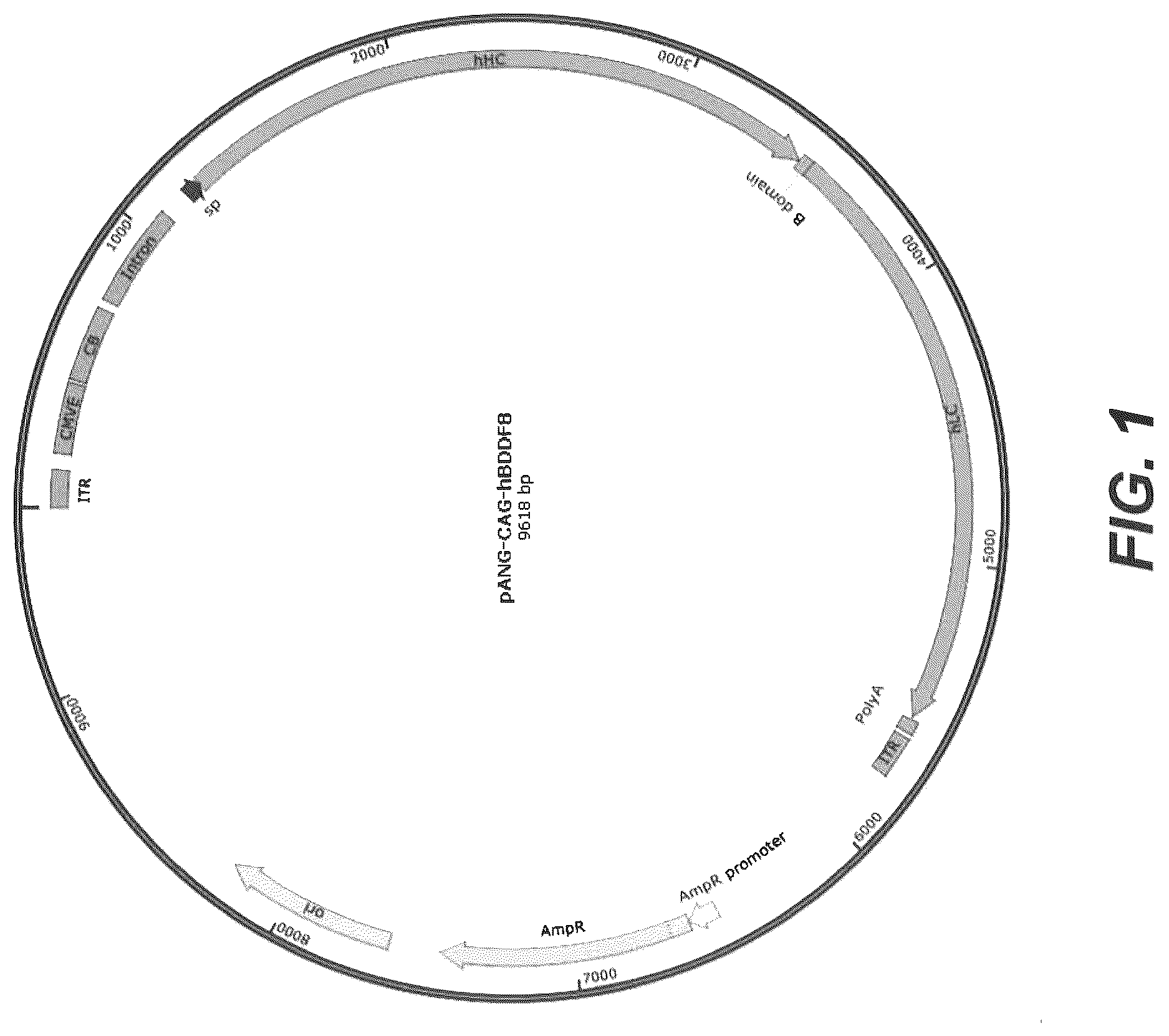 Patent US12583907 — Modified plasma clotting factor VIII and method of use thereof — Figure 1