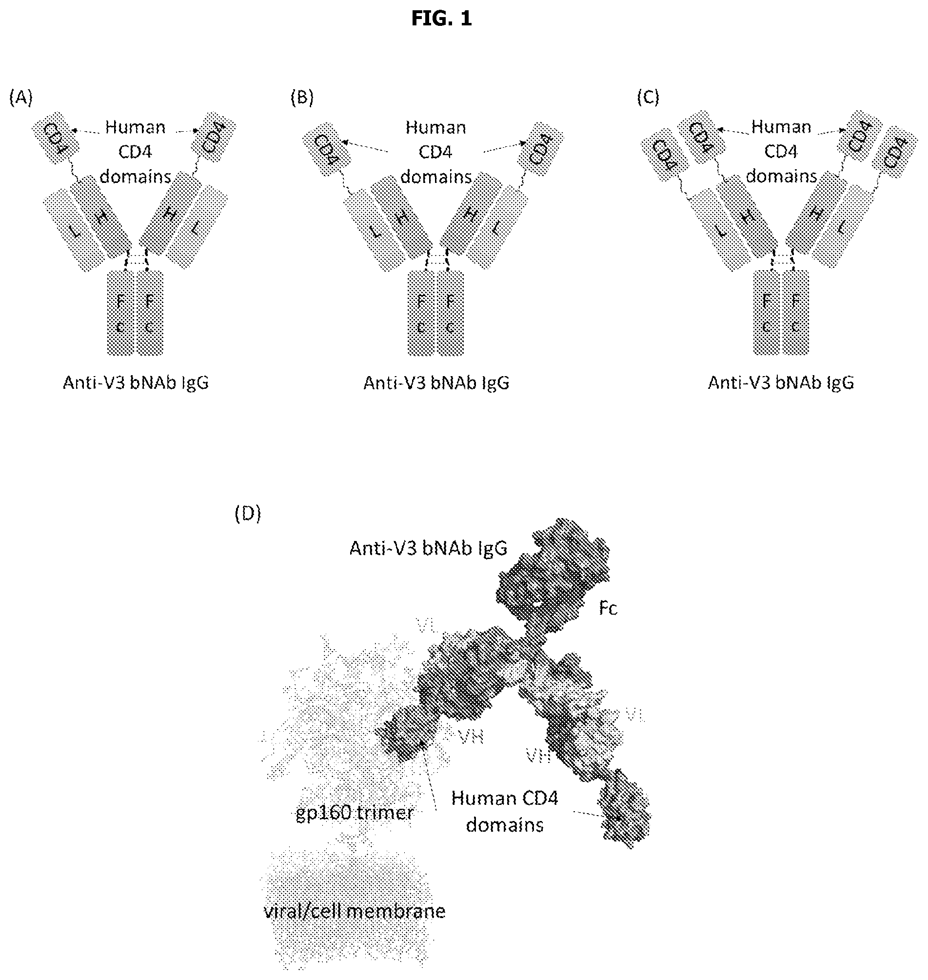 Patent US12583911 — Human immunodeficiency virus GP120 binding proteins — Figure 1
