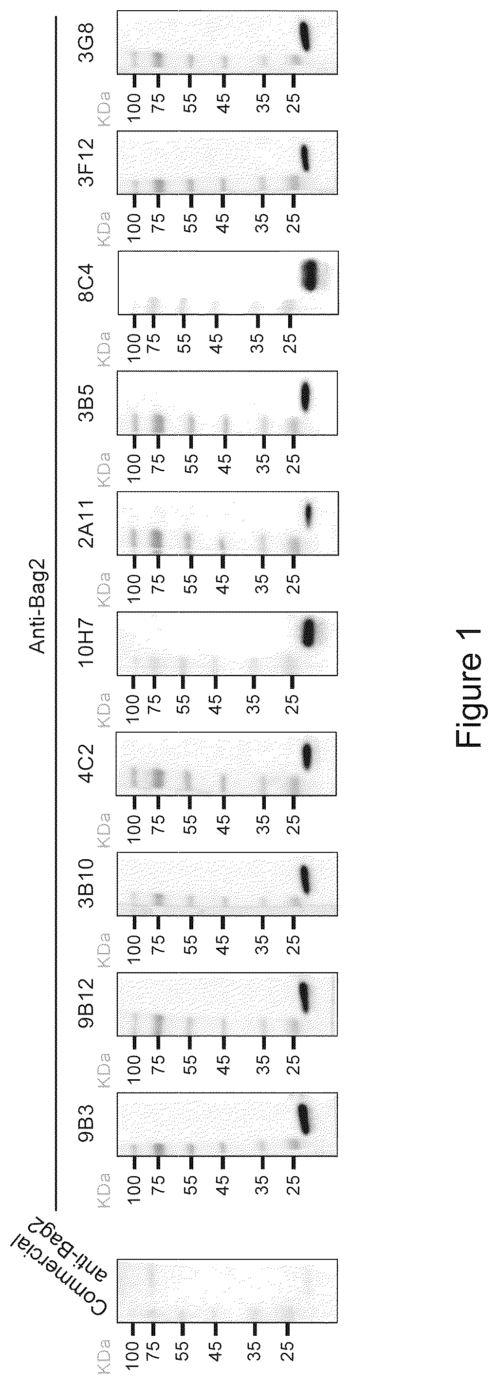 Patent US12583915 — Methods for diagnosing cancer using anti-BAG2 antibody — Figure 1