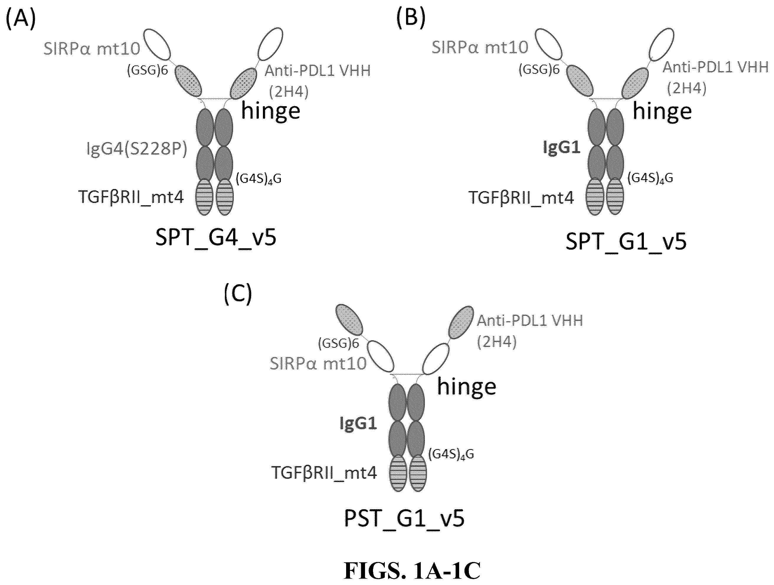 Patent US12583926 Figure 1 – CD47/pd-L1-targeting protein complex and methods of use thereof