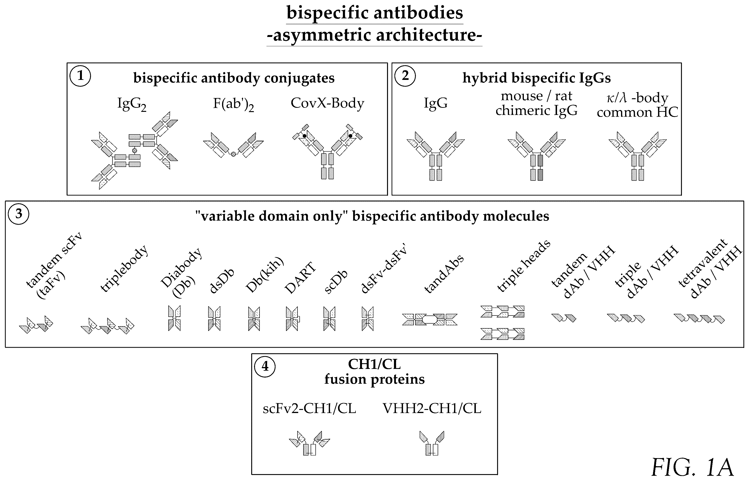 Patent US12583932 — CD38 and ICAM1 antibodies and uses thereof — Figure 1