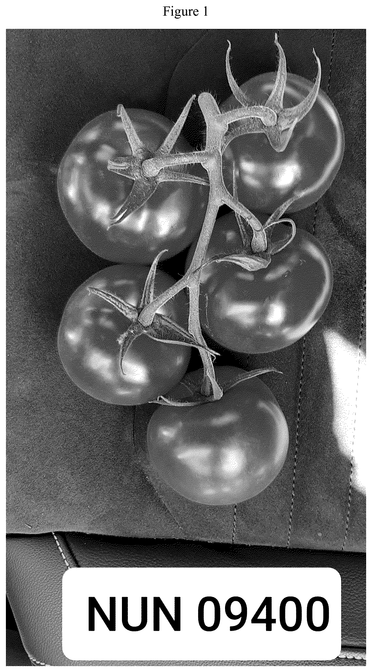 Patent US12588645 — Tomato variety NUN 09400 TOF — Figure 1