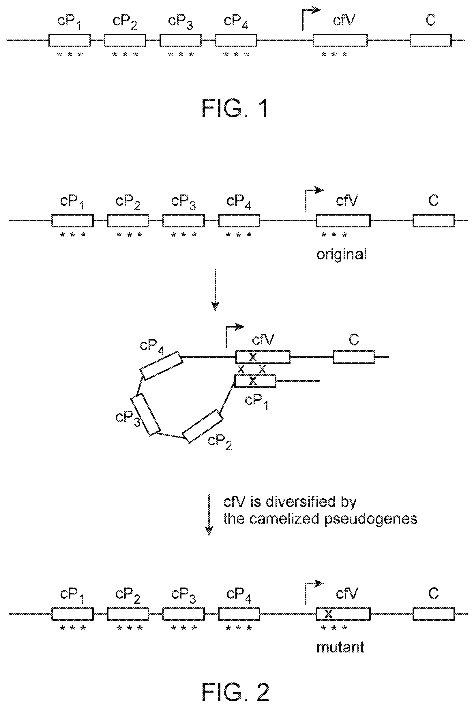 Patent US12588664 — Production of antibodies by modification of an autonomous heavy chain variable domain by gene conversion — Figure 1