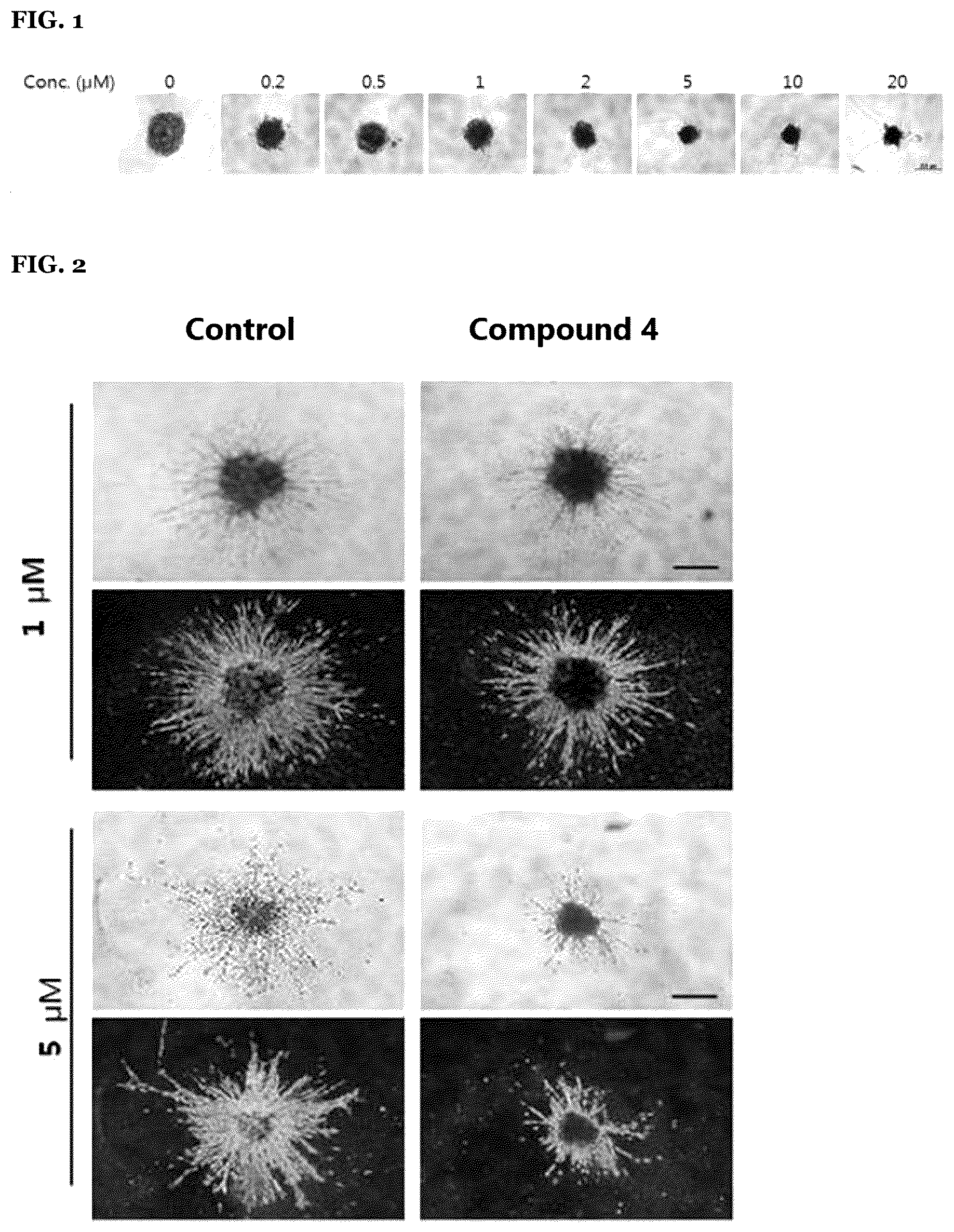 Patent US12590070 — Adamantane derivatives as inhibitors of focal adhesion kinase — Figure 1