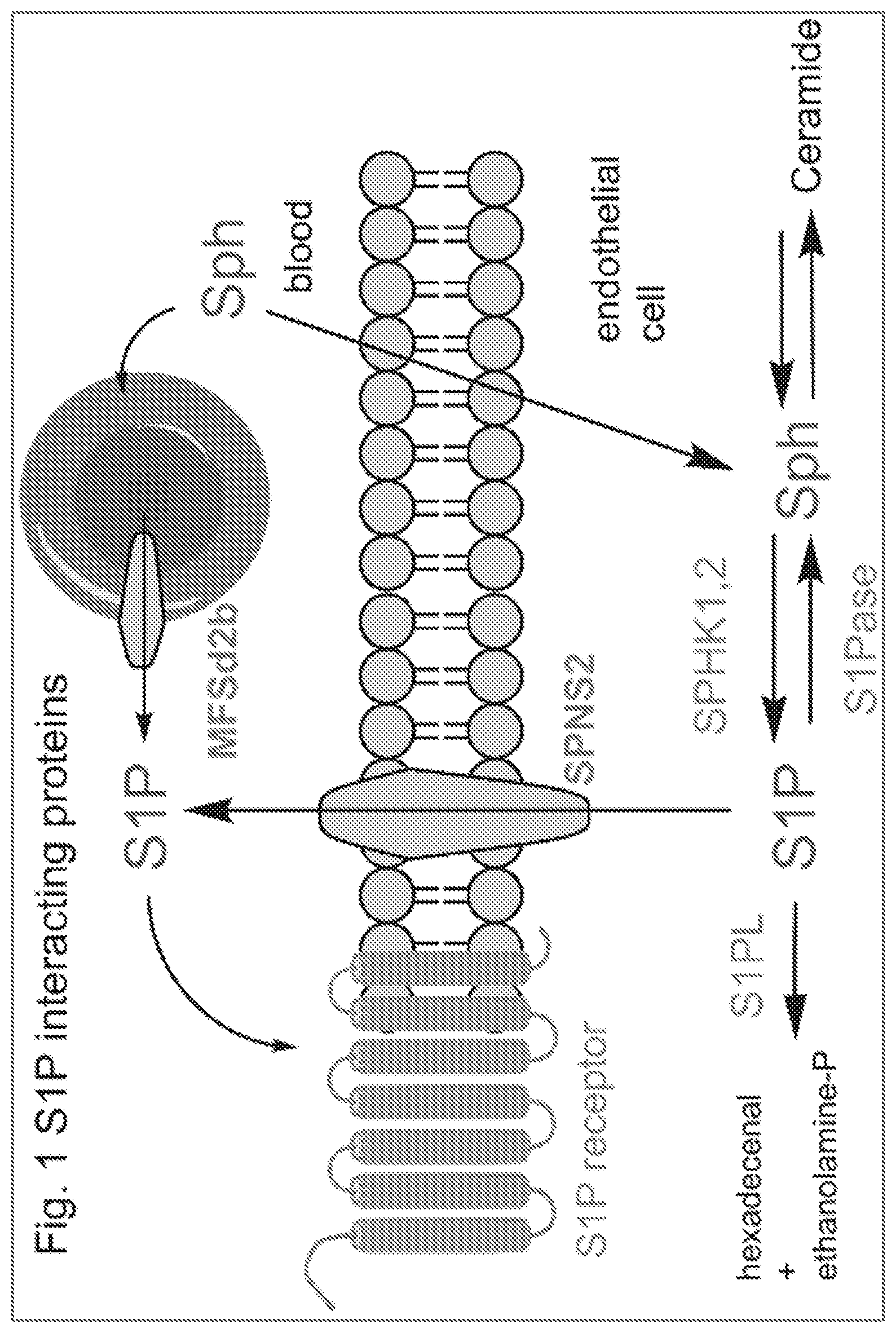 Patent US12590083 Figure 1 – Inhibitors of spinster homolog 2 (SPNS2) for use in therapy