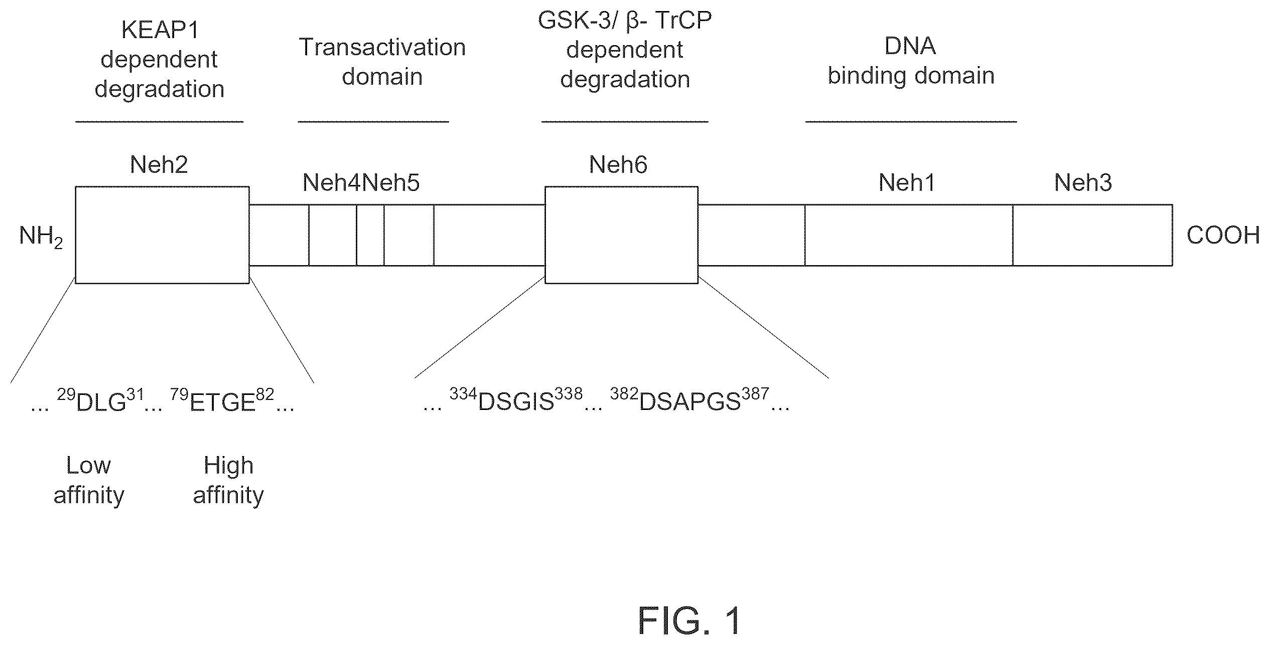 Patent US12590100 — Tetrahydro-spiroindoline-pyrrolopyrrole-triones inhibitors of the NRF2-β-TrCP interaction for use in the treatment of fatty liver disease — Figure 1