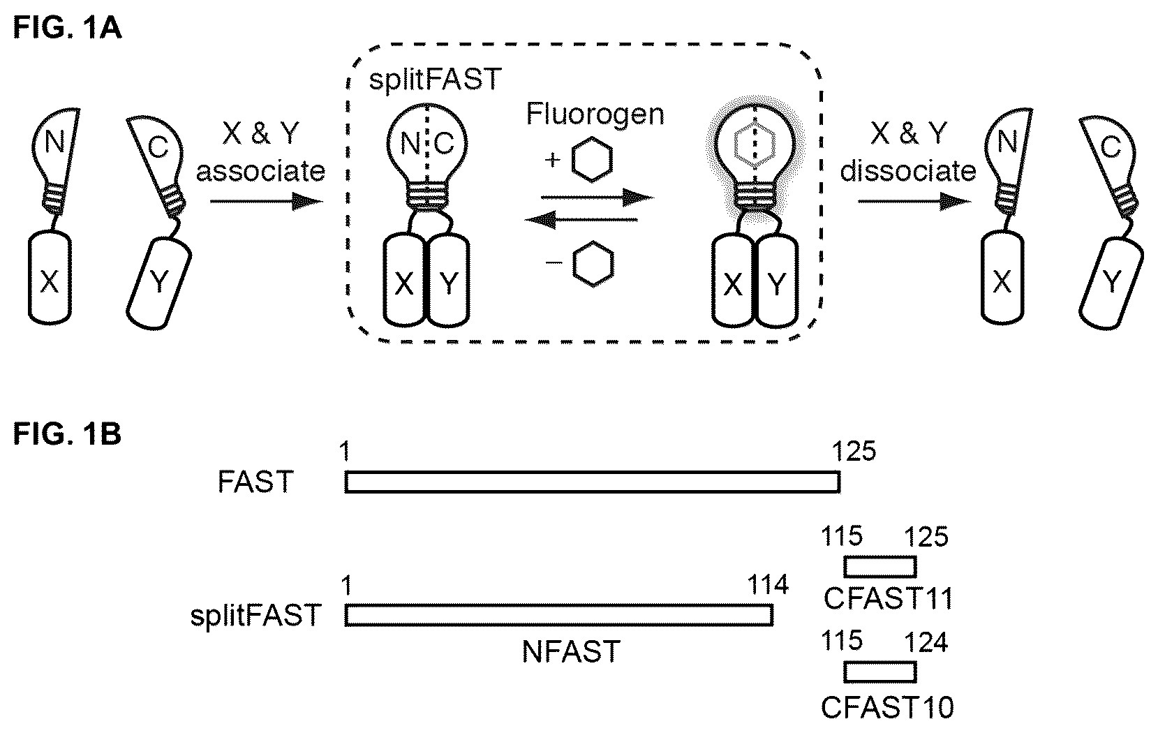 Patent US12590127 — Split photoactive yellow protein complementation system and uses thereof — Figure 1