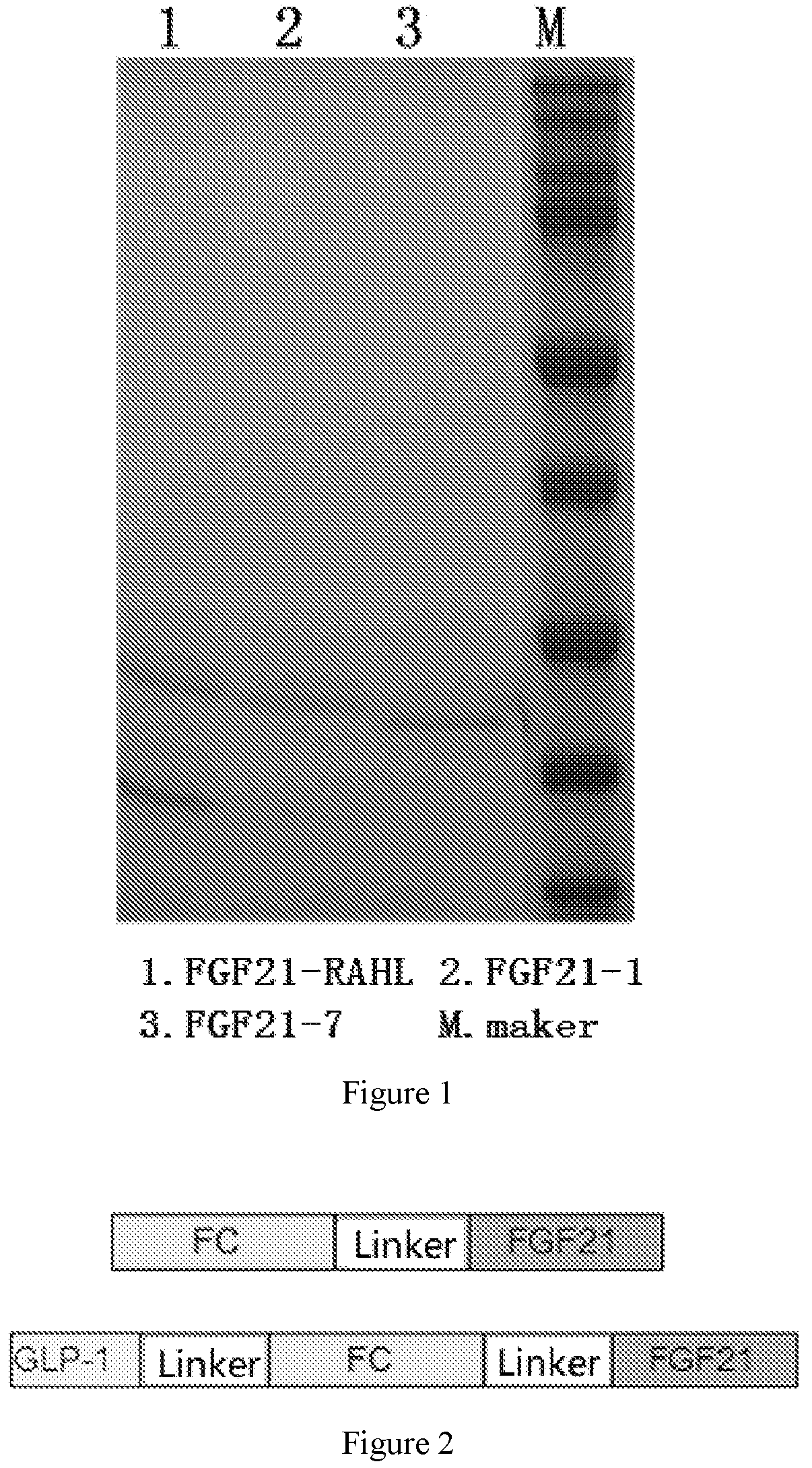 Patent US12590132 — FGF21 variant polypeptide molecules and application thereof — Figure 1