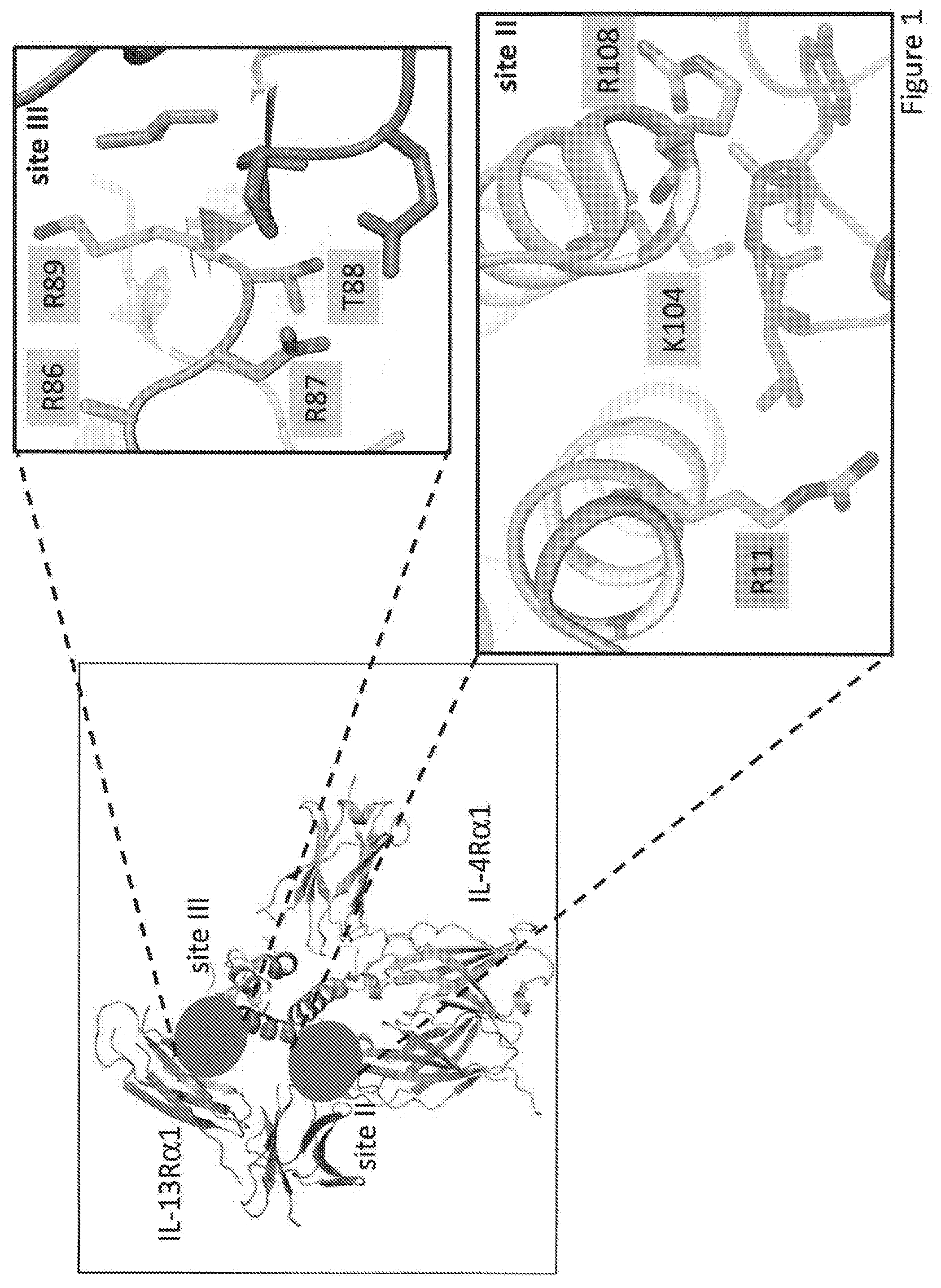 Patent US12590133 — IL-13/IL-4 superkines: immune cell targeting constructs and methods of use thereof — Figure 1