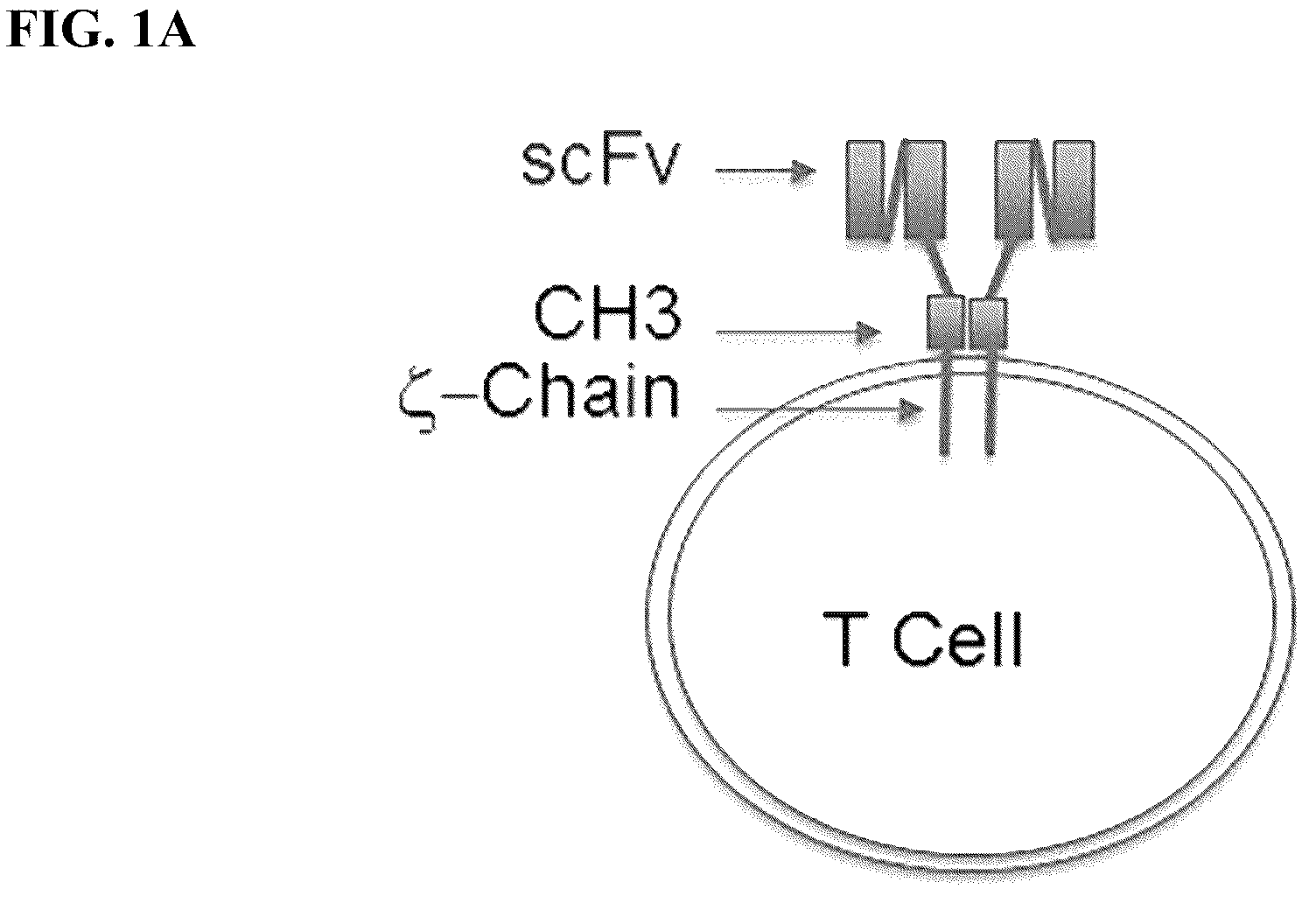 Patent US12590137 Figure 1 – Meditope-enabled T cells