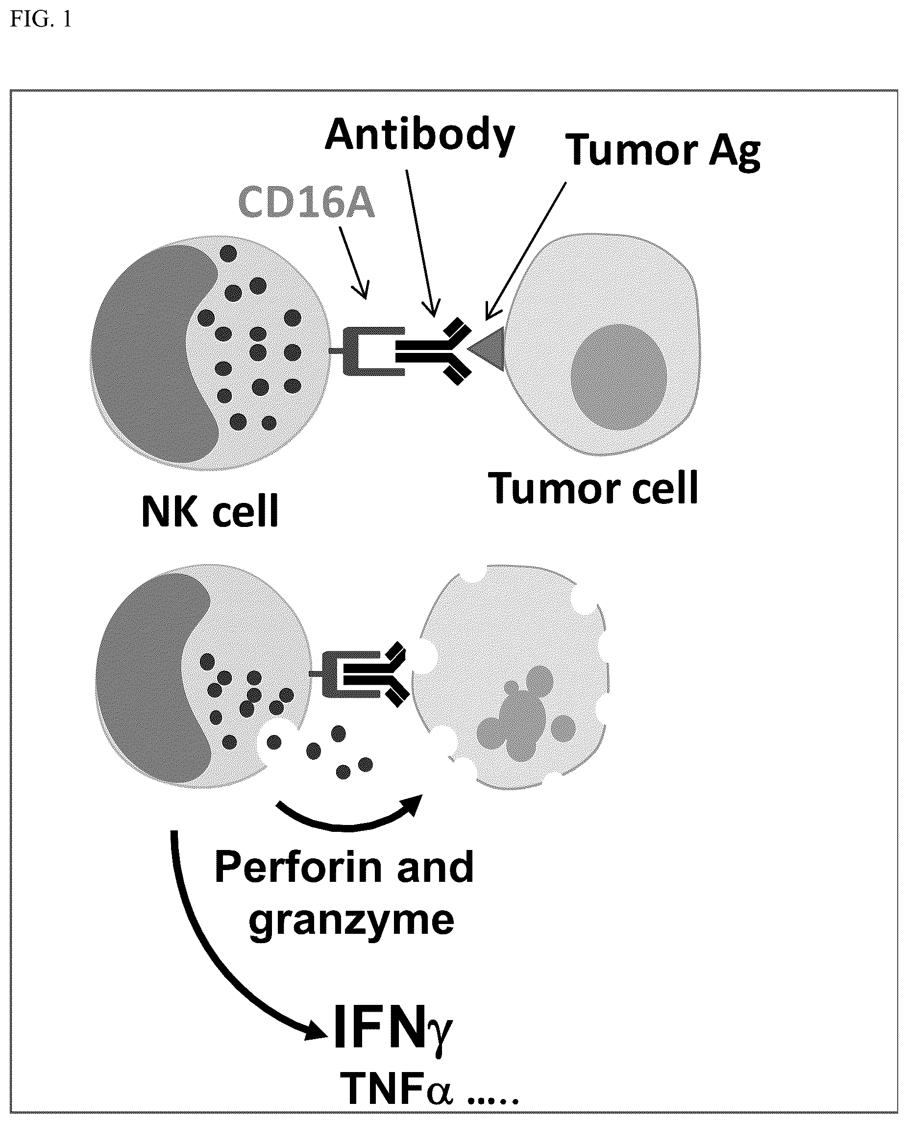 Patent US12590138 — Treatments administering chimeric IgG Fc receptor comprising an extracellular domain of CD64 — Figure 1