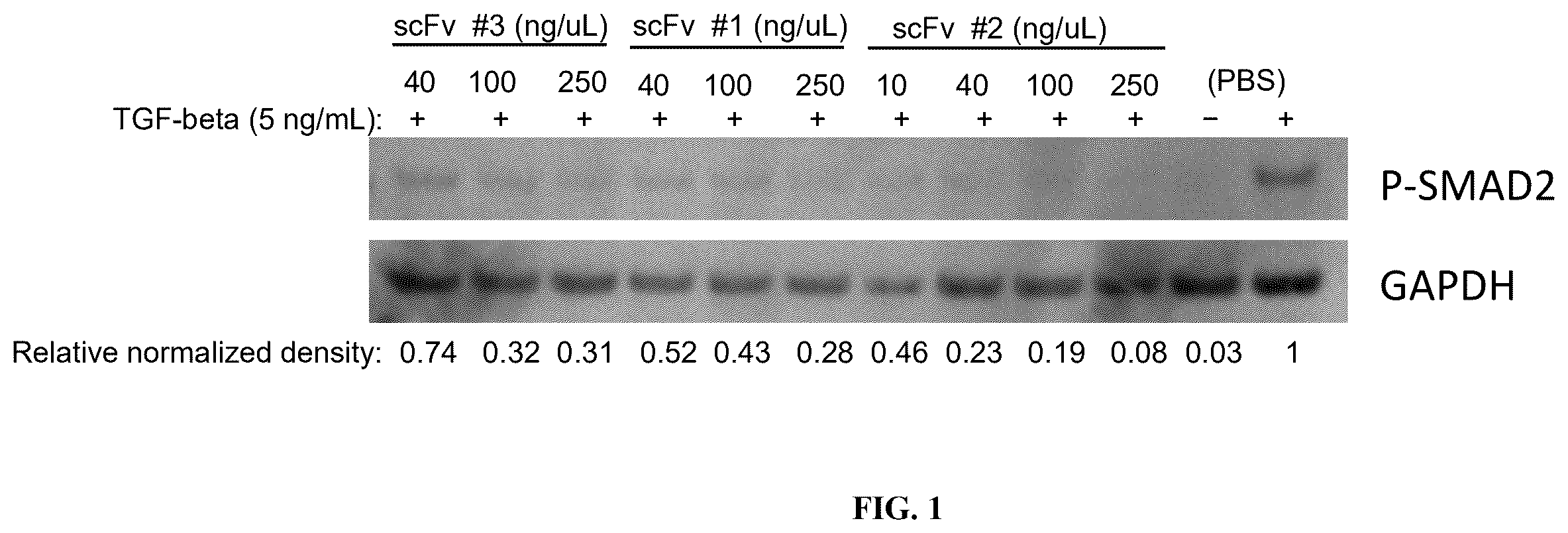 Patent US12590145 — Bi-specific chimeric antigen receptor — Figure 1