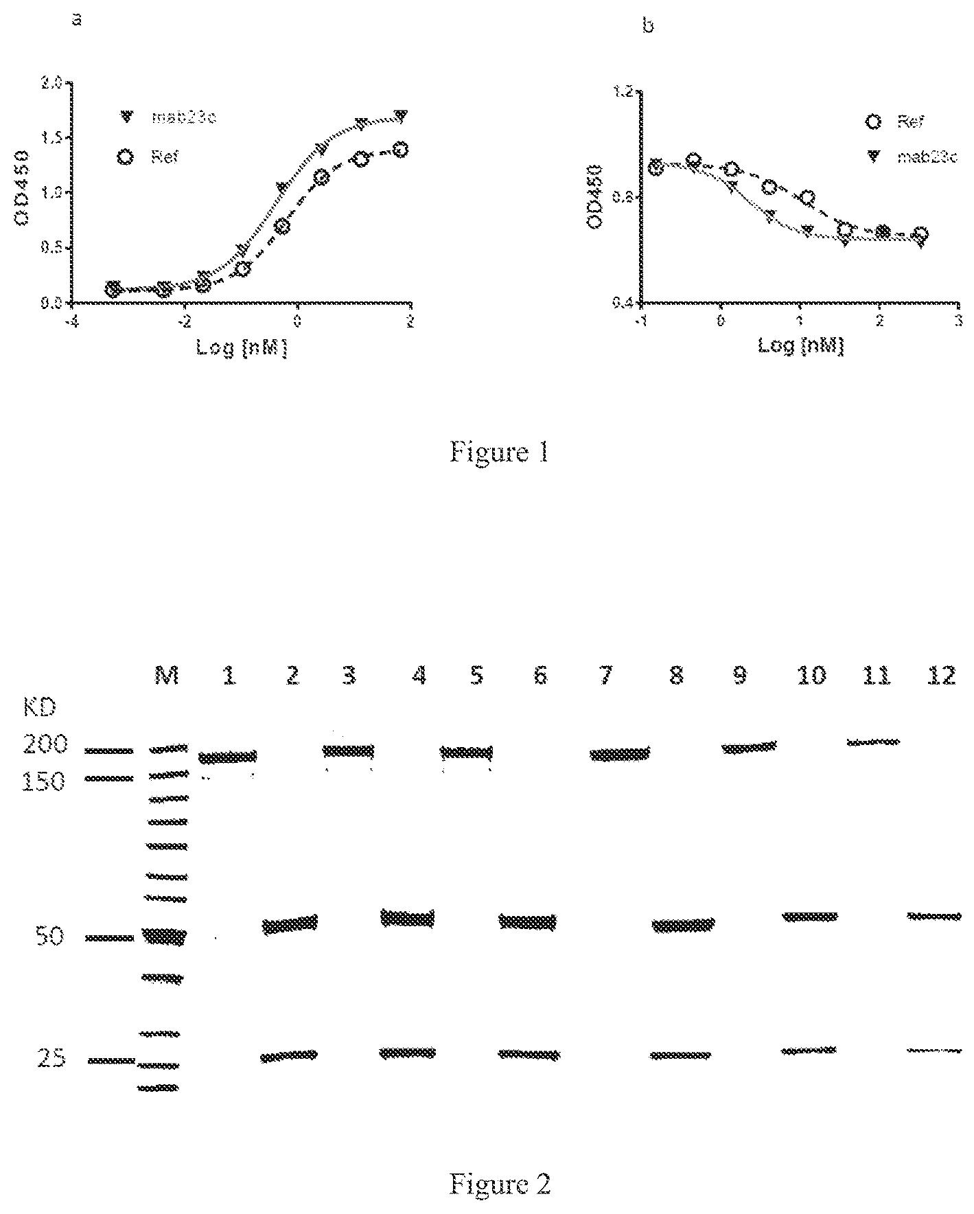 Patent US12590149 — Antibody and bispecific antibody targeting LAG-3 and use thereof — Figure 1
