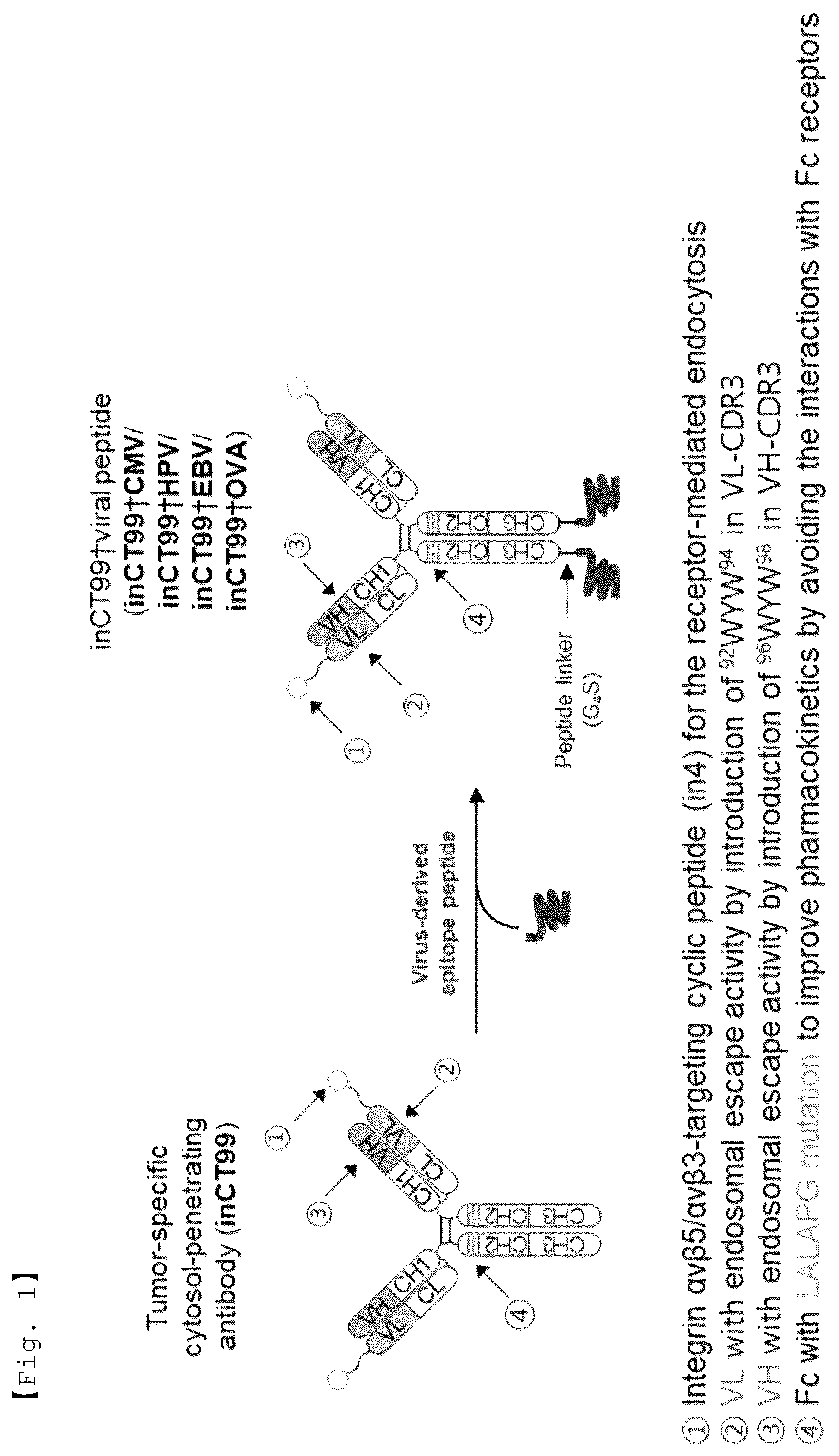 Patent US12590156 Figure 1 – Fusion antibody for presenting antigen-derived T cell antigen epitope or peptide containing same on cell surface, and composition comprising same