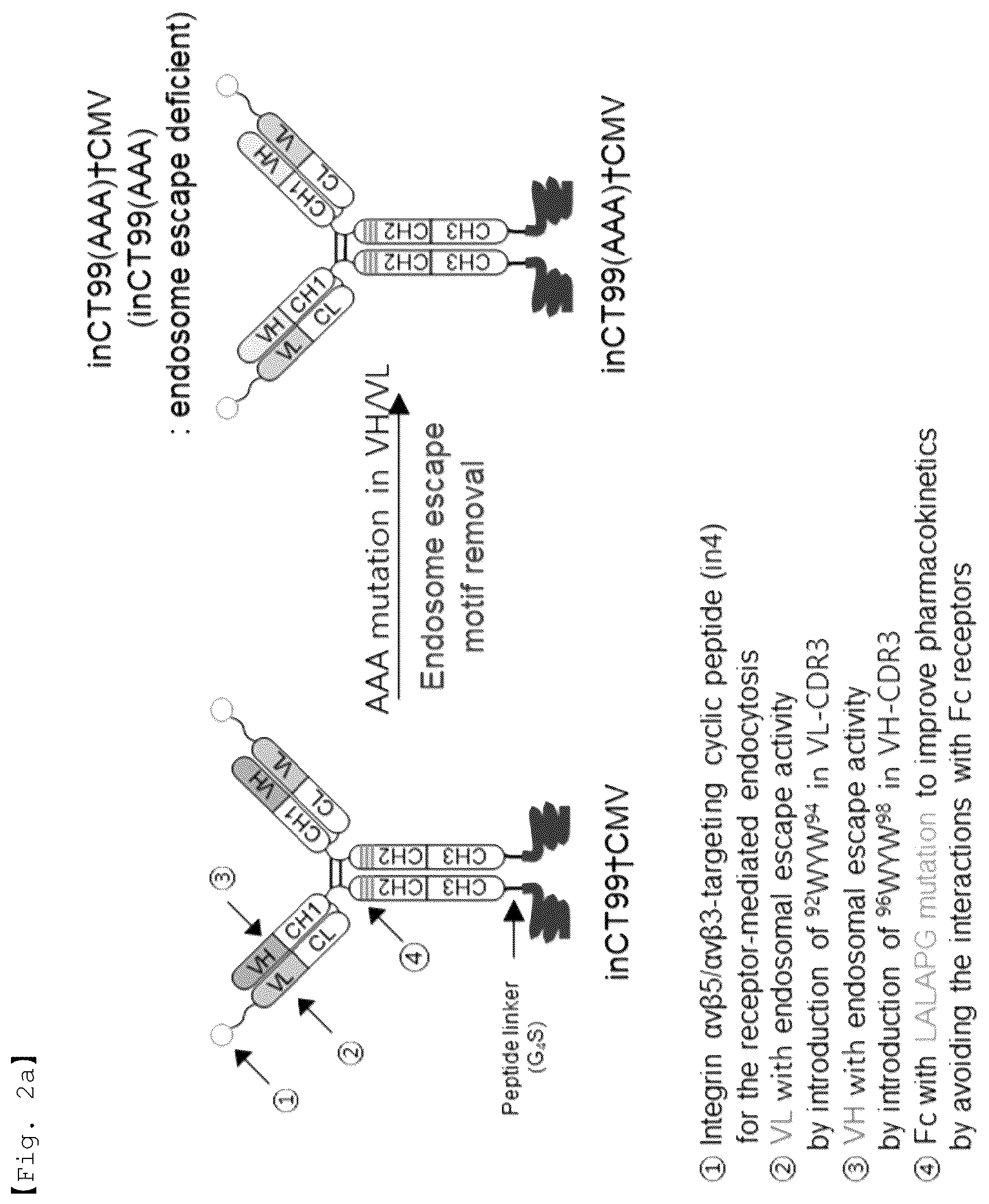 Patent US12590156 Figure 2 – Fusion antibody for presenting antigen-derived T cell antigen epitope or peptide containing same on cell surface, and composition comprising same