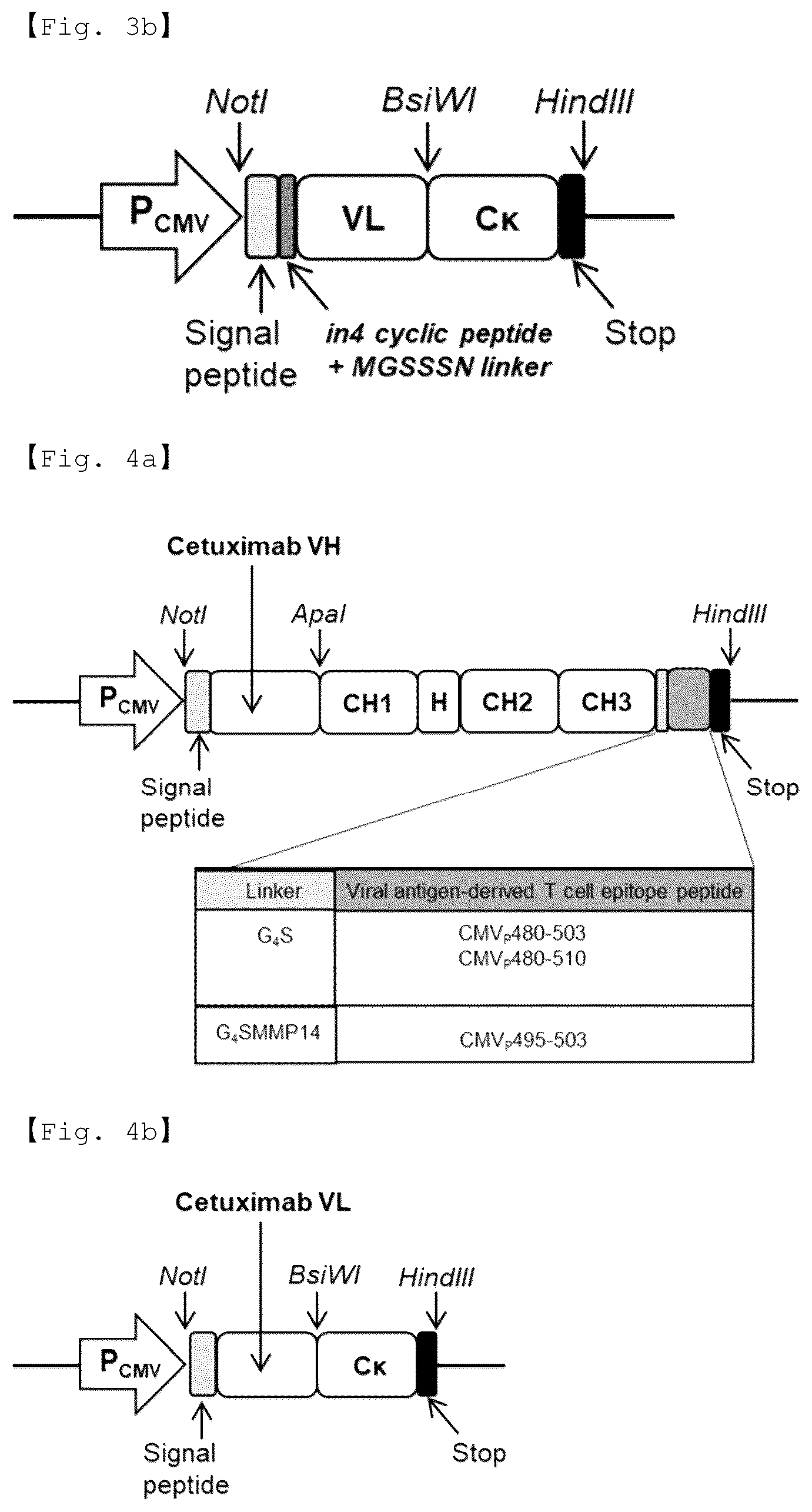 Patent US12590156 Figure 5 – Fusion antibody for presenting antigen-derived T cell antigen epitope or peptide containing same on cell surface, and composition comprising same
