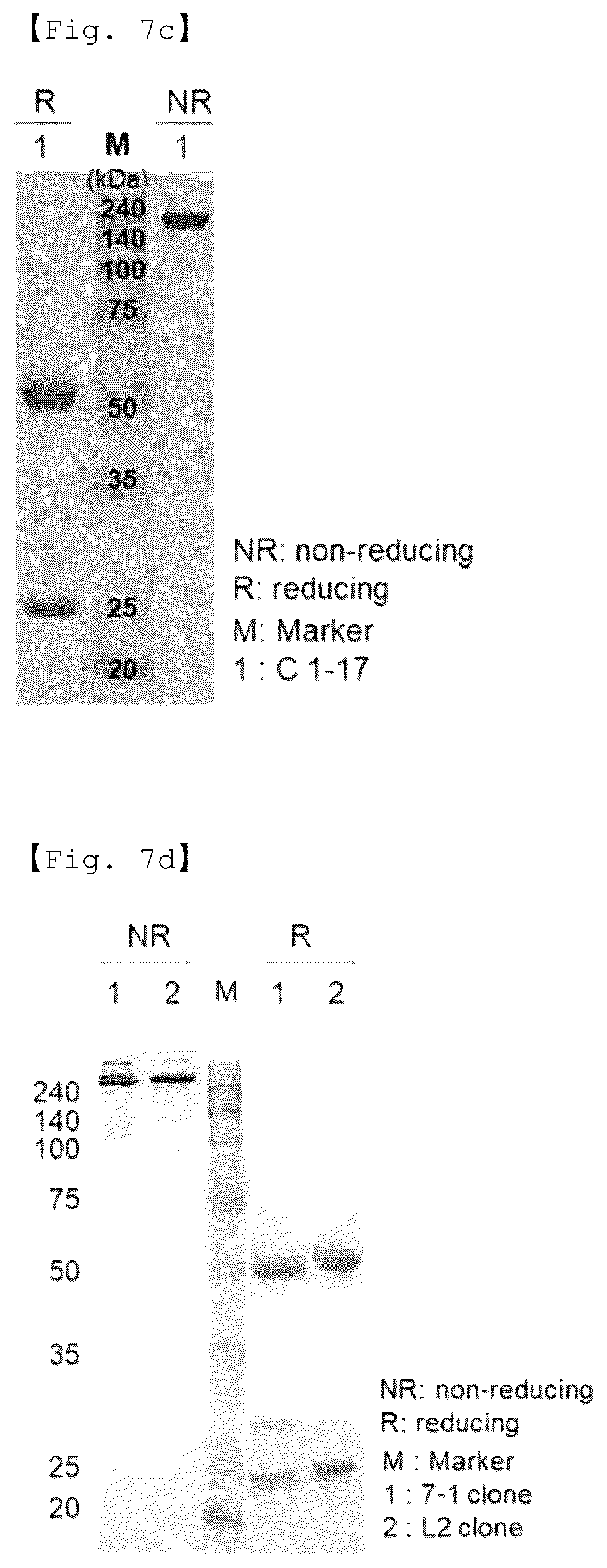 Patent US12590156 Figure 11 – Fusion antibody for presenting antigen-derived T cell antigen epitope or peptide containing same on cell surface, and composition comprising same