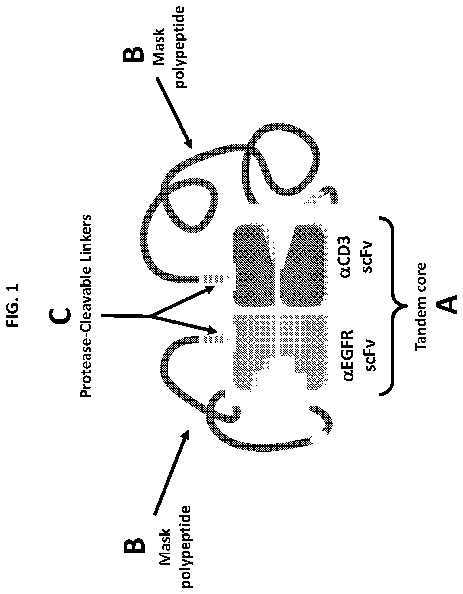 Patent US12590159 Figure 1 – Compositions targeting epidermal growth factor receptor and methods for making and using the same