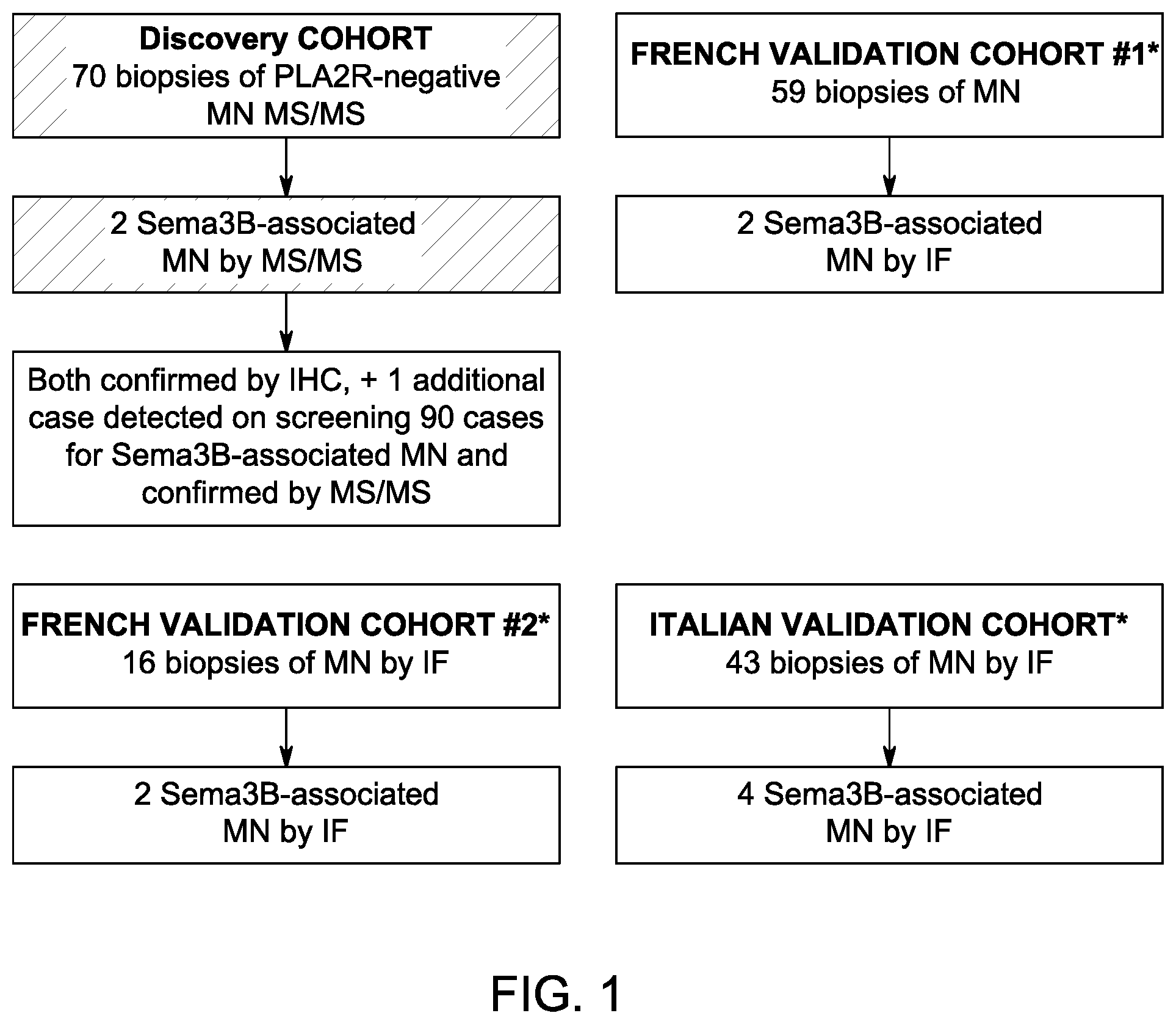 Patent US12590165 — Methods and materials for identifying and treating membranous nephropathy based on elevated Semaphorin 3B — Figure 1