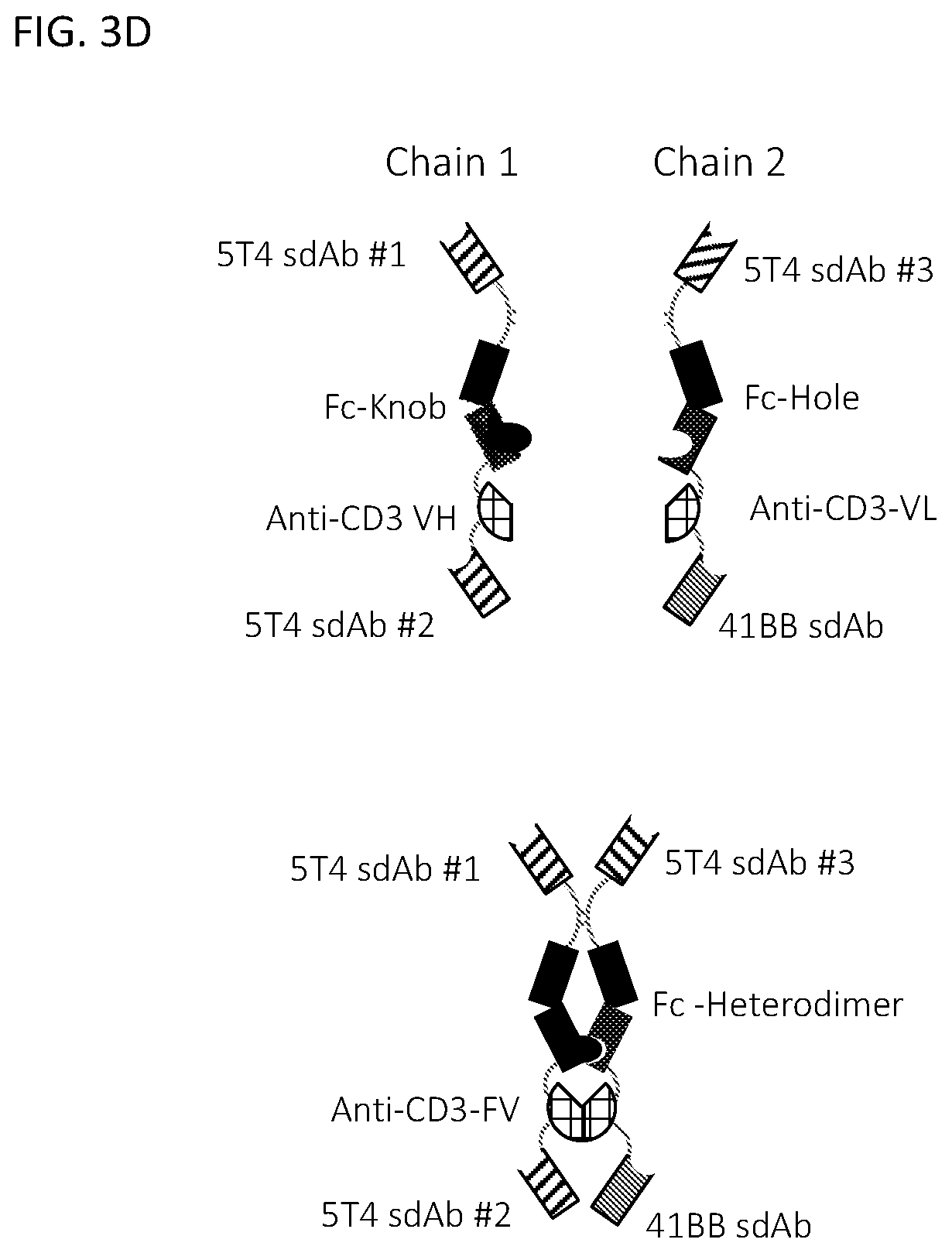 Patent US12590169 Figure 7 – 5T4 single domain antibodies and therapeutic compositions thereof