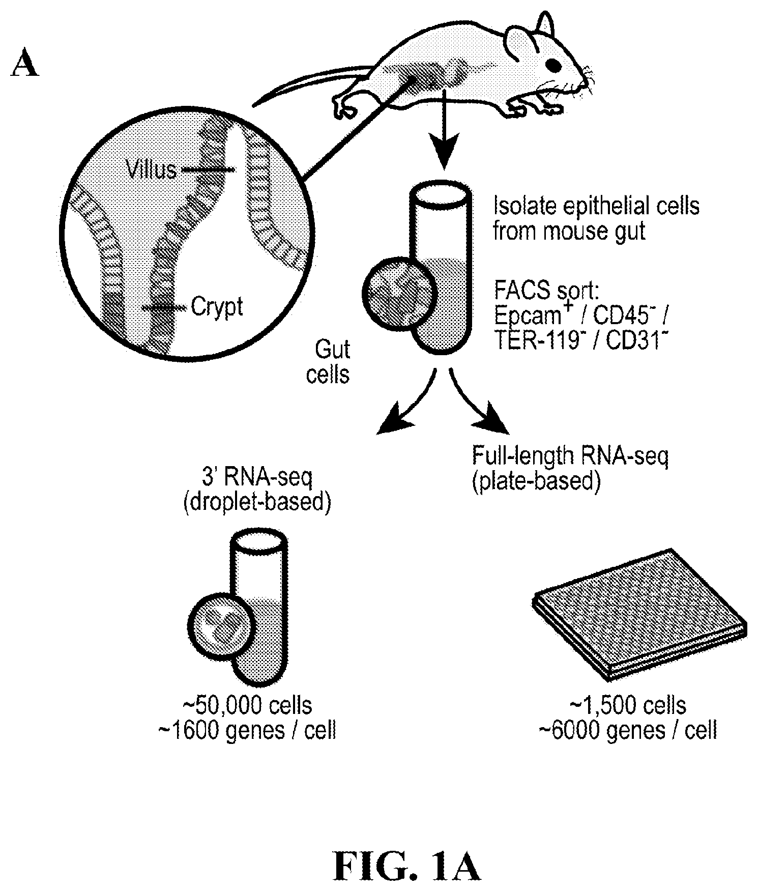 Patent US12590288 — Method of treating an inflammatory disease by administering an agent which binds a surface receptor on a tuft cell that induces an ILC class 2 inflammatory response — Figure 1