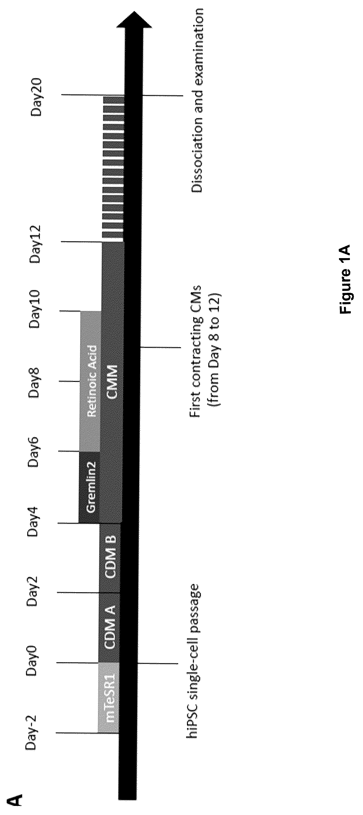 Patent US12590294 — Process for producing cardiomyocytes — Figure 1