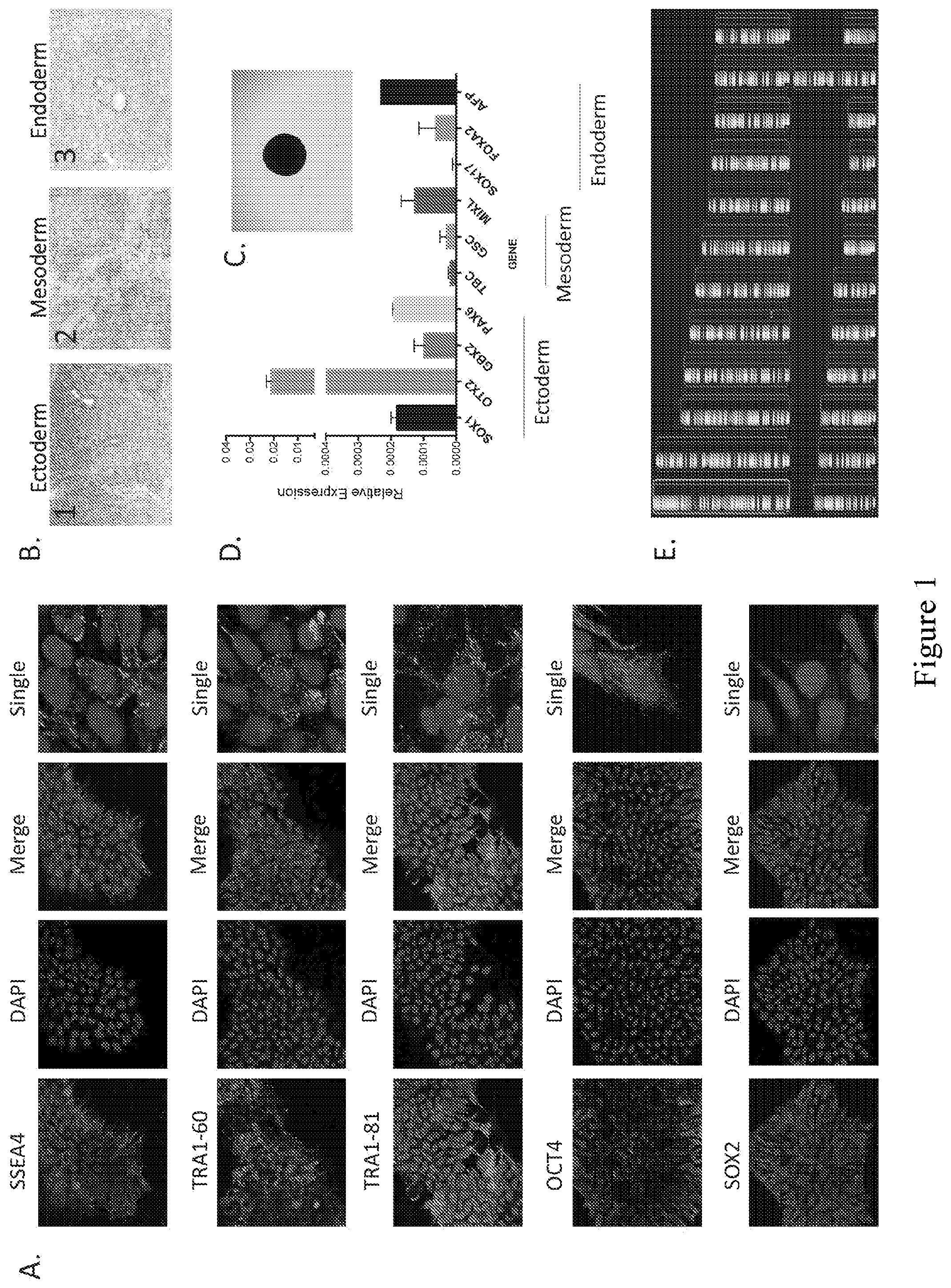 Patent US12590295 — Mesenchymal stromal cells as a reprogramming source for iPSC induction — Figure 1