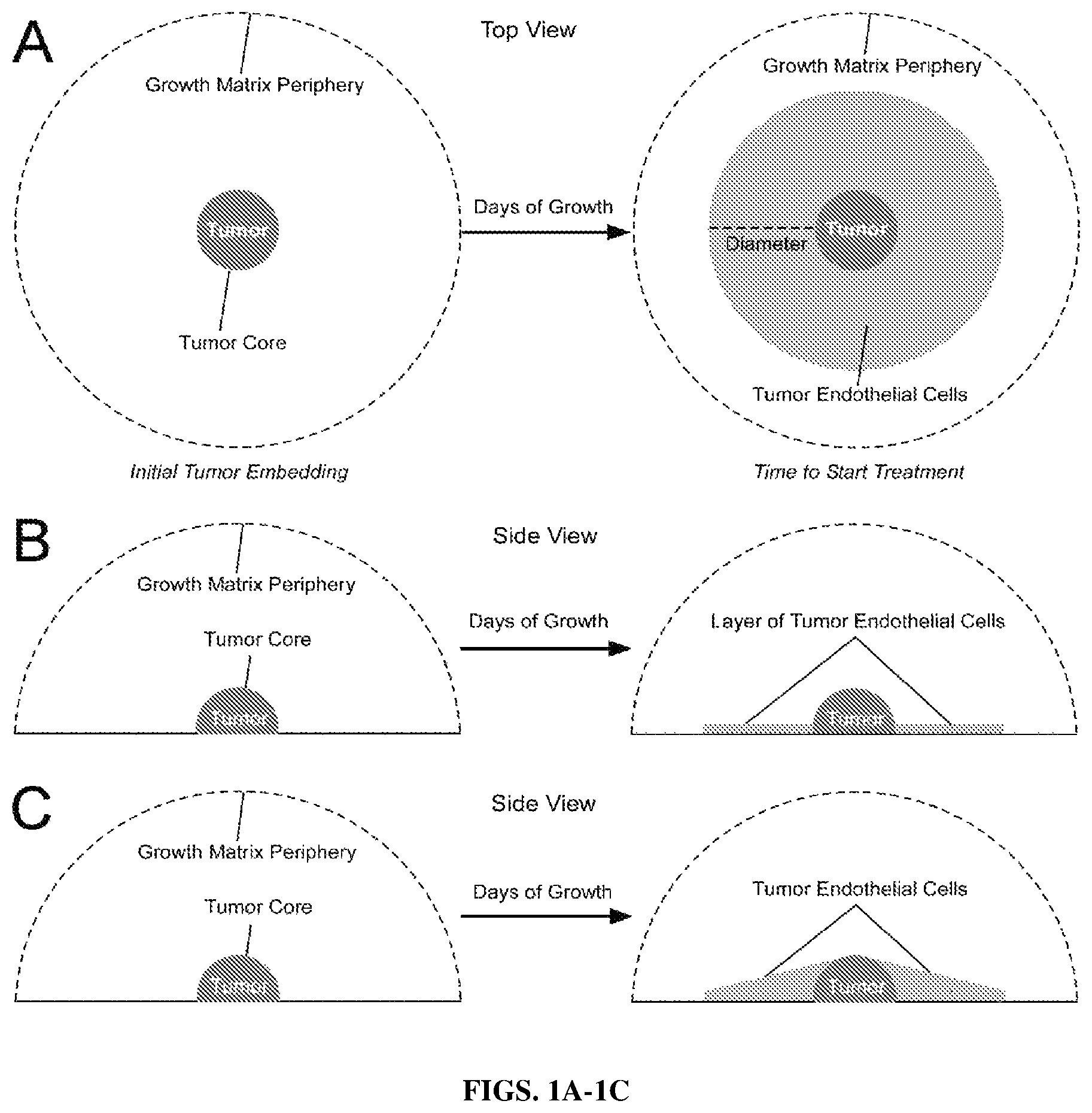 Patent US12590298 Figure 1 – Ex vivo tumor angiogenesis model