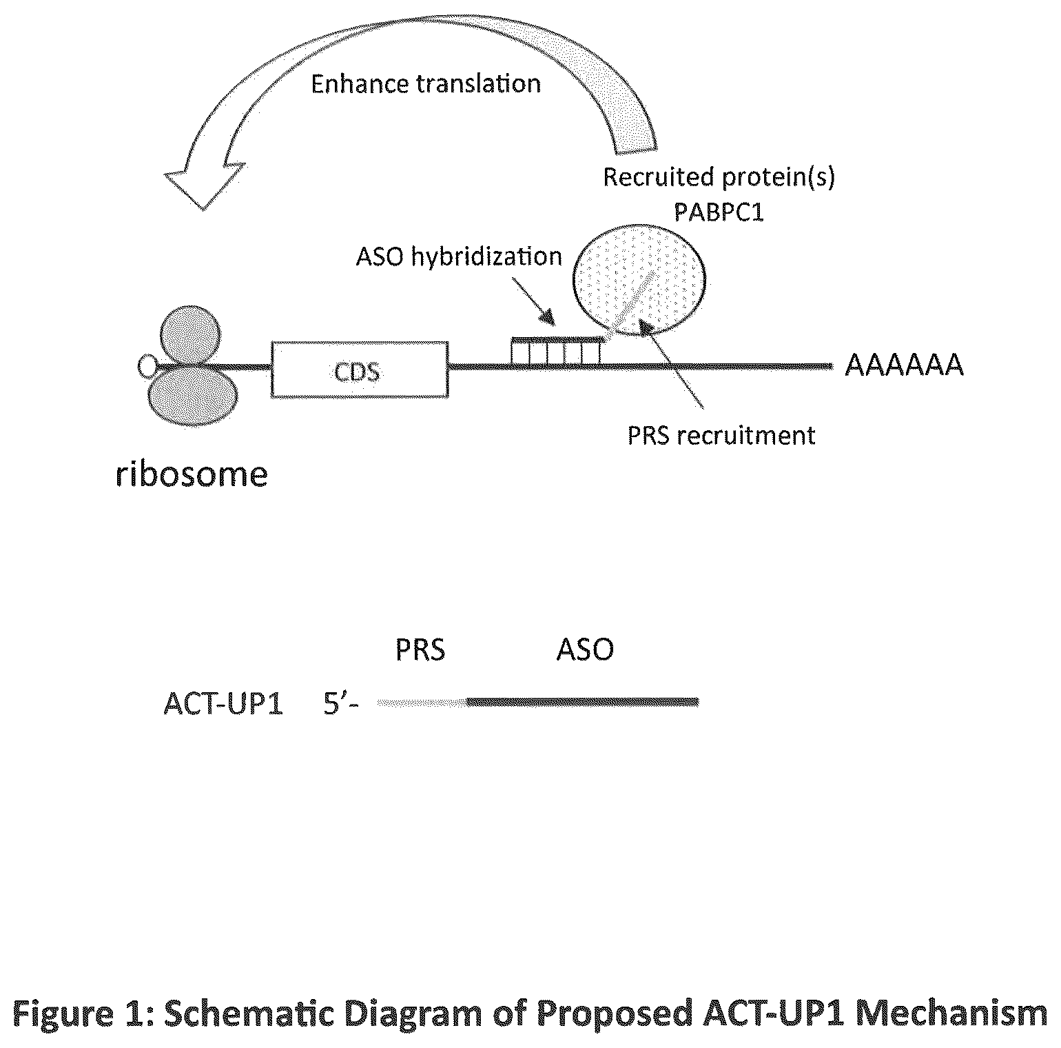 Patent US12590307 — Translation enhancing nucleic acid compounds: ASO coupled translation-upregulation 1 (ACT-UP1) and uses thereof — Figure 1