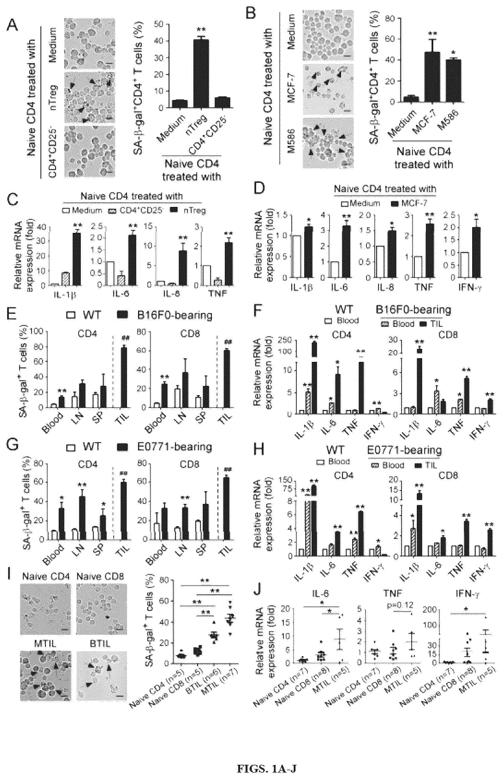 Patent US12590309 — Reprogramming of lipid metabolism to inhibit T cell senescence and enhance tumor immunotherapy — Figure 1