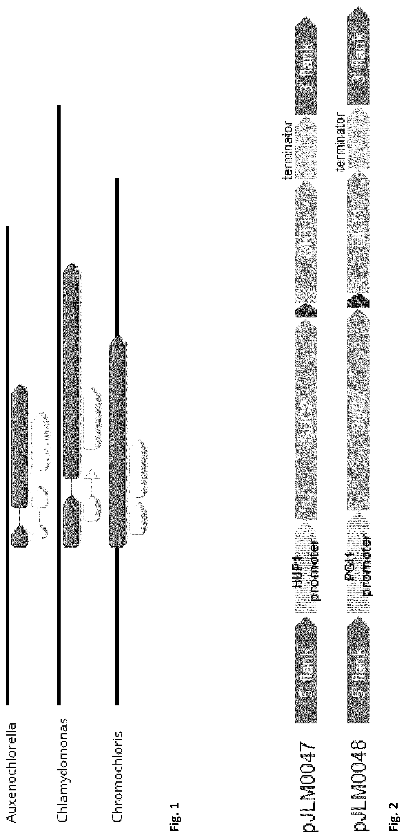Patent US12590314 Figure 1 – Expressing multiple genes from a single transcript in algae and plants
